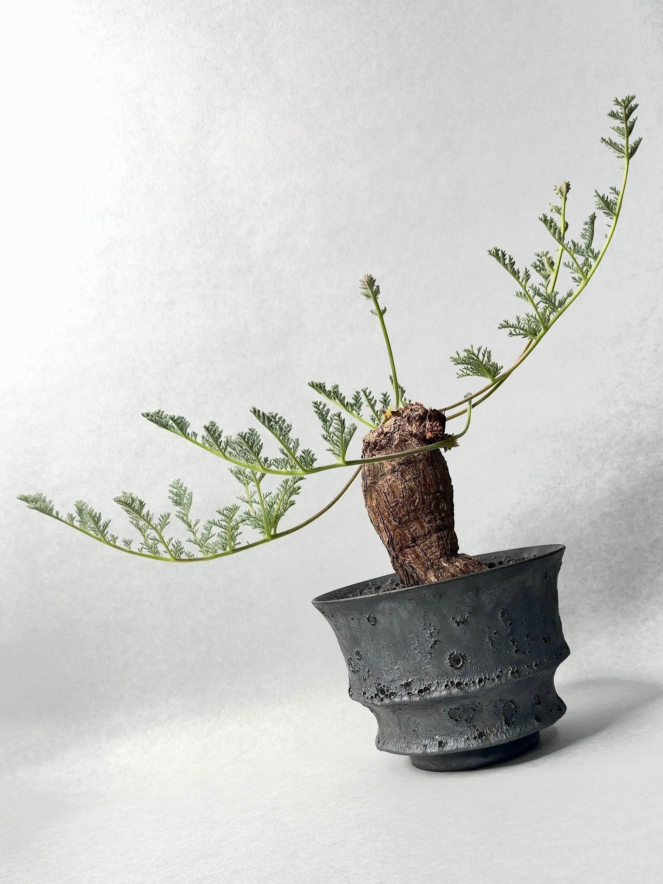 中川智治 | trigger