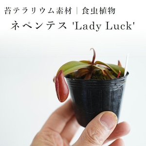 ネペンテス 'Lady Luck'【食虫植物】　苔テラリウム作製用素材