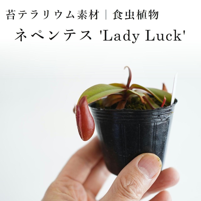 ネペンテス 'Lady Luck'【食虫植物】　苔テラリウム作製用素材