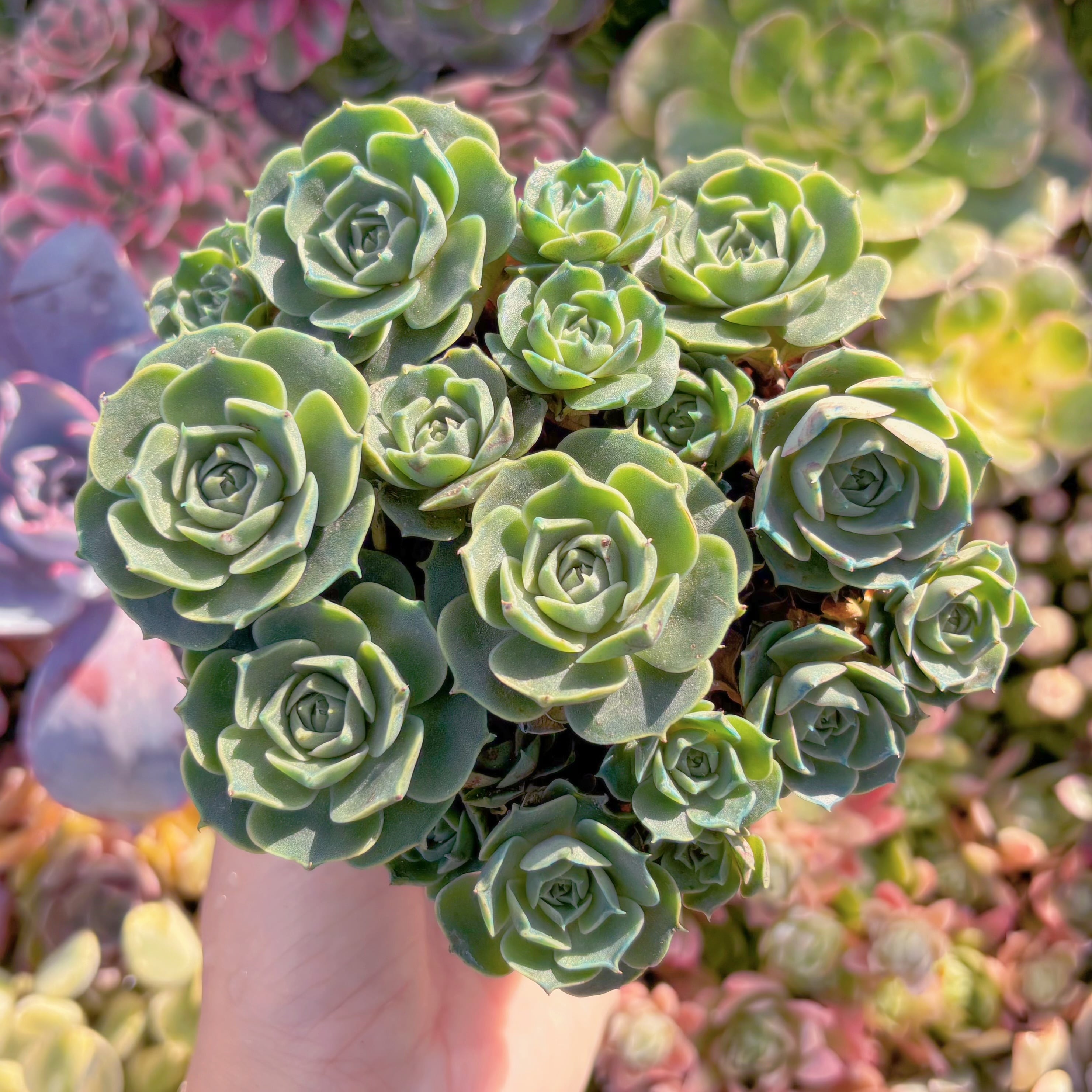 現品　ヨロッパロンギシマ#B03　群生　 新入荷　るる農園