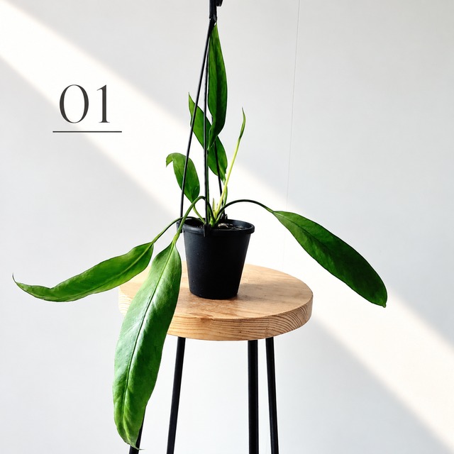 アンスリウム ビッタリフォリウム ハンギング 観葉植物 calm cafe