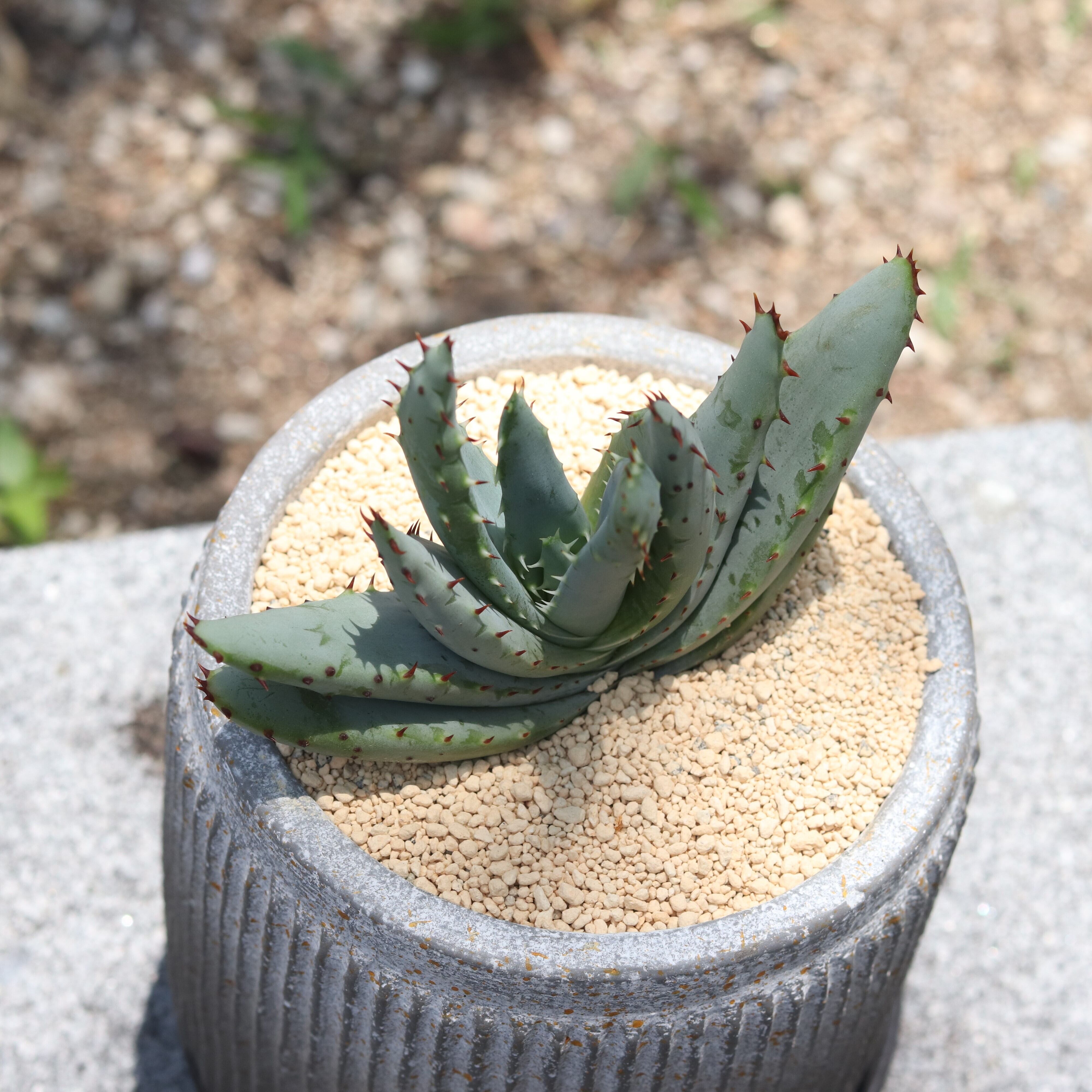グリーン 多肉植物 アロエ ペグレラエ ジーフラットインテリアショップ Online Shop