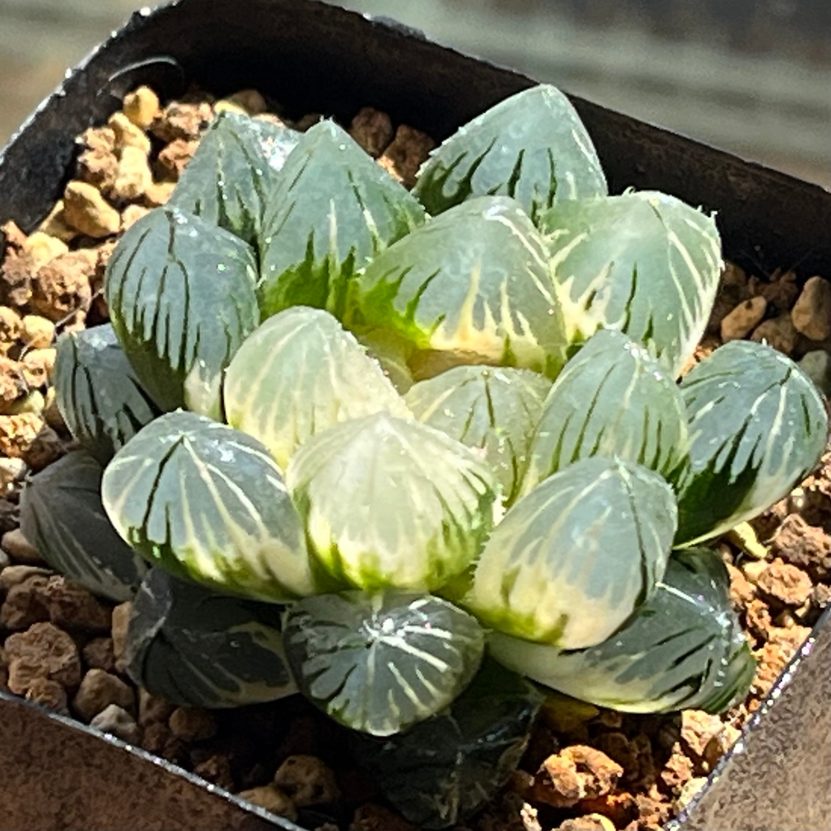 ハオルチア 竜爪 オブツーサ錦 | mocono_plants
