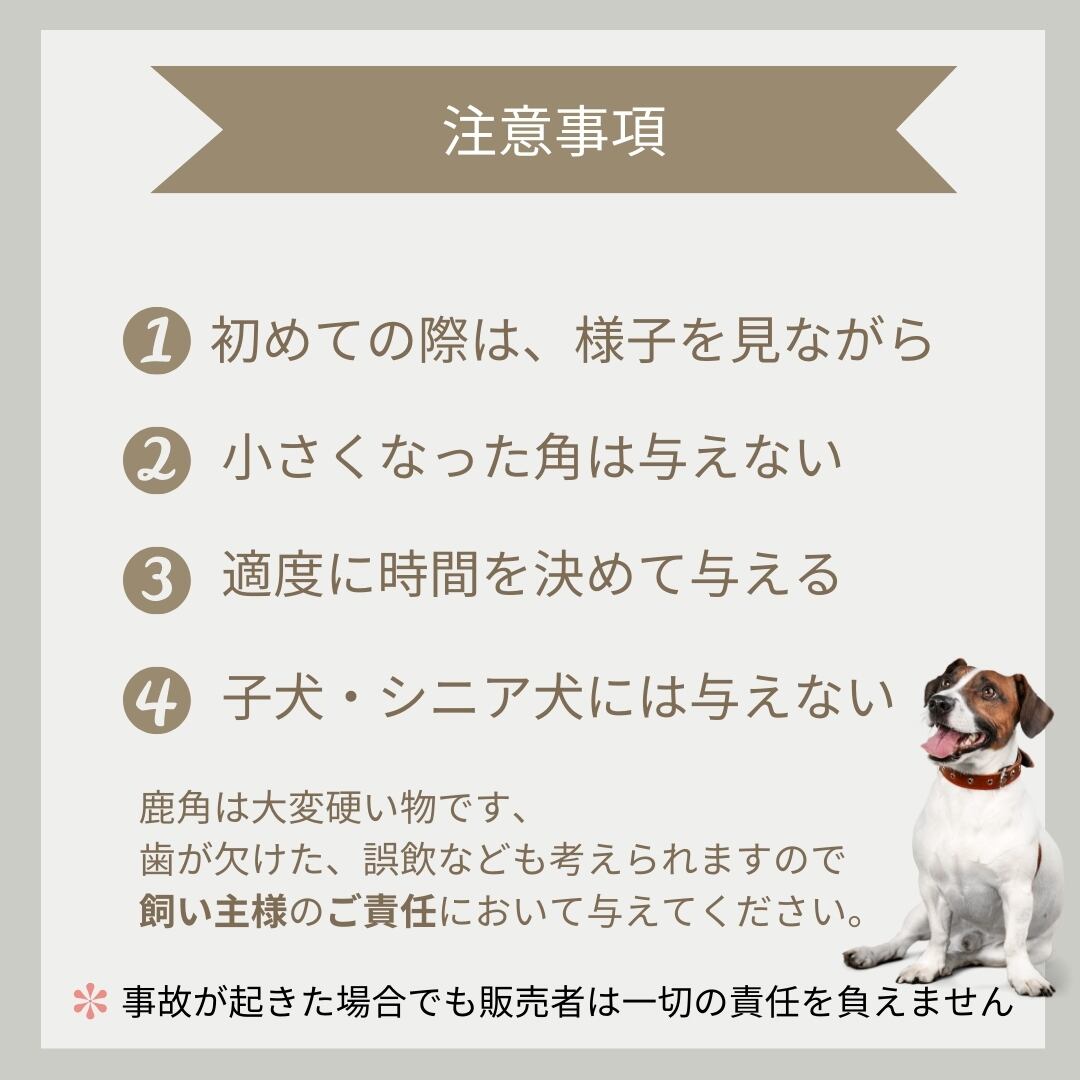 送料無料】北海道産蝦夷鹿の角 Sサイズ 2本 犬のおやつ おもちゃ 鹿角