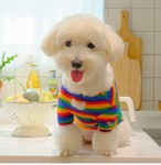【Hey jerry】Rainbow Love Top 2XL
