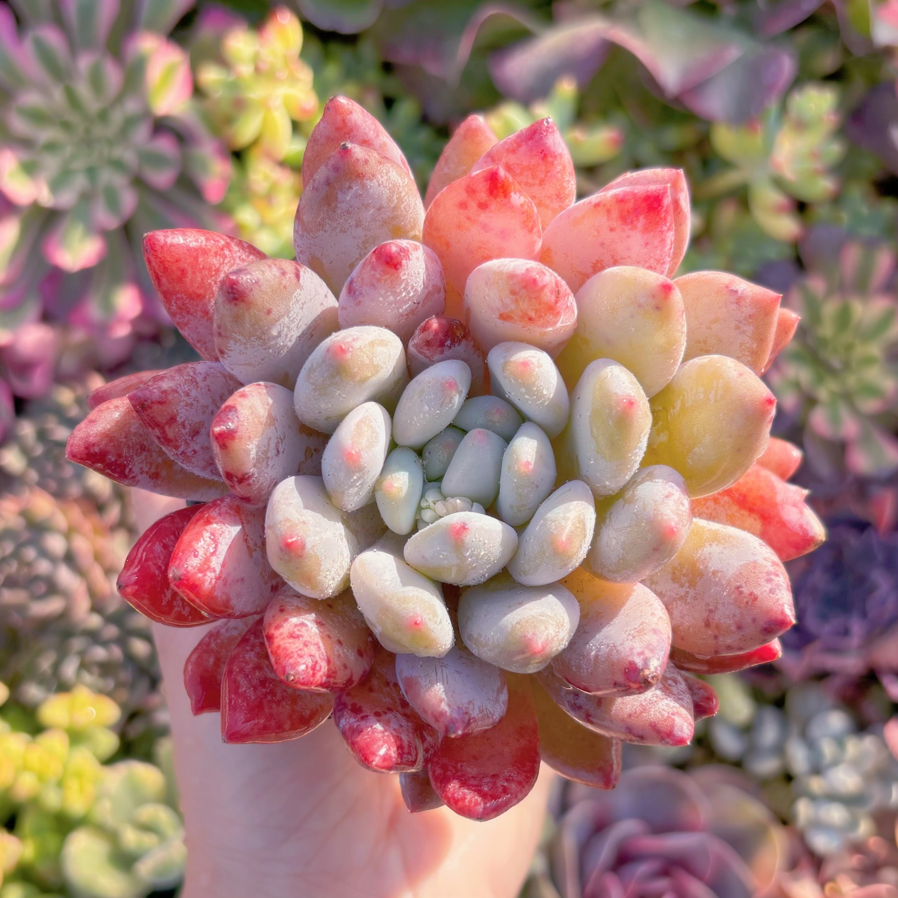 現品　半夏#M059　大苗　新入荷　るる農園