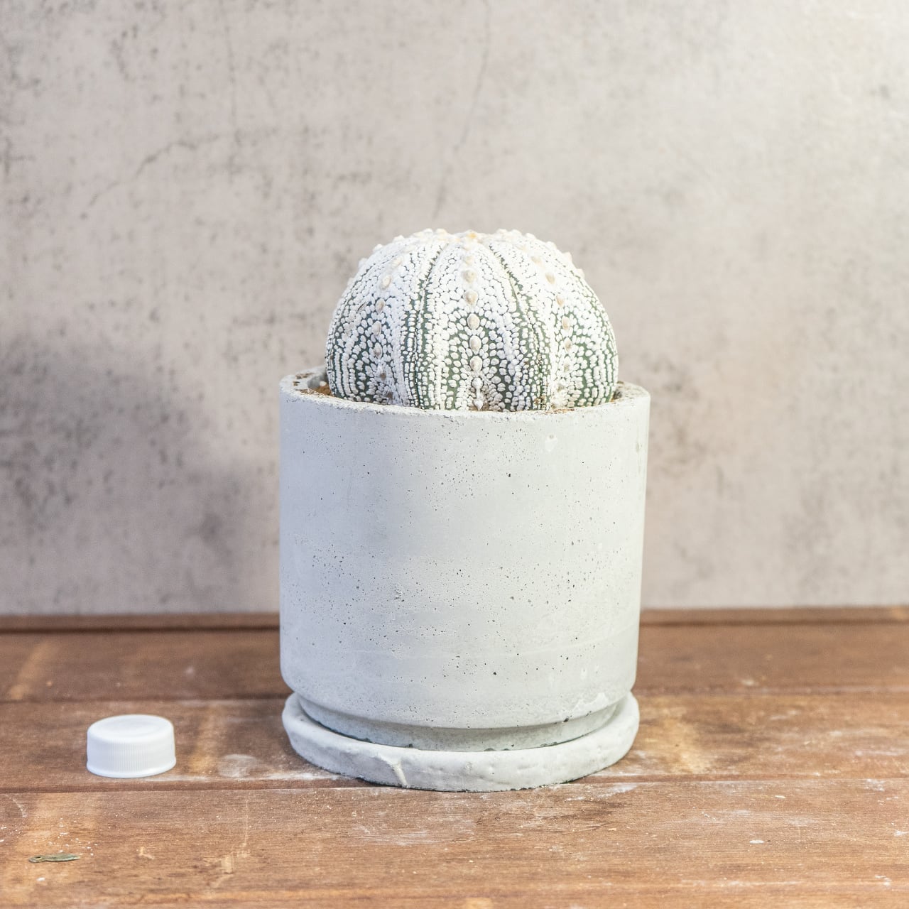 【厳選株】最大幅11cmの特大スーパー兜｜手作りモルタル鉢に映える、白く美しい星点が詰まった至極のサボテンです｜虫発生抑制