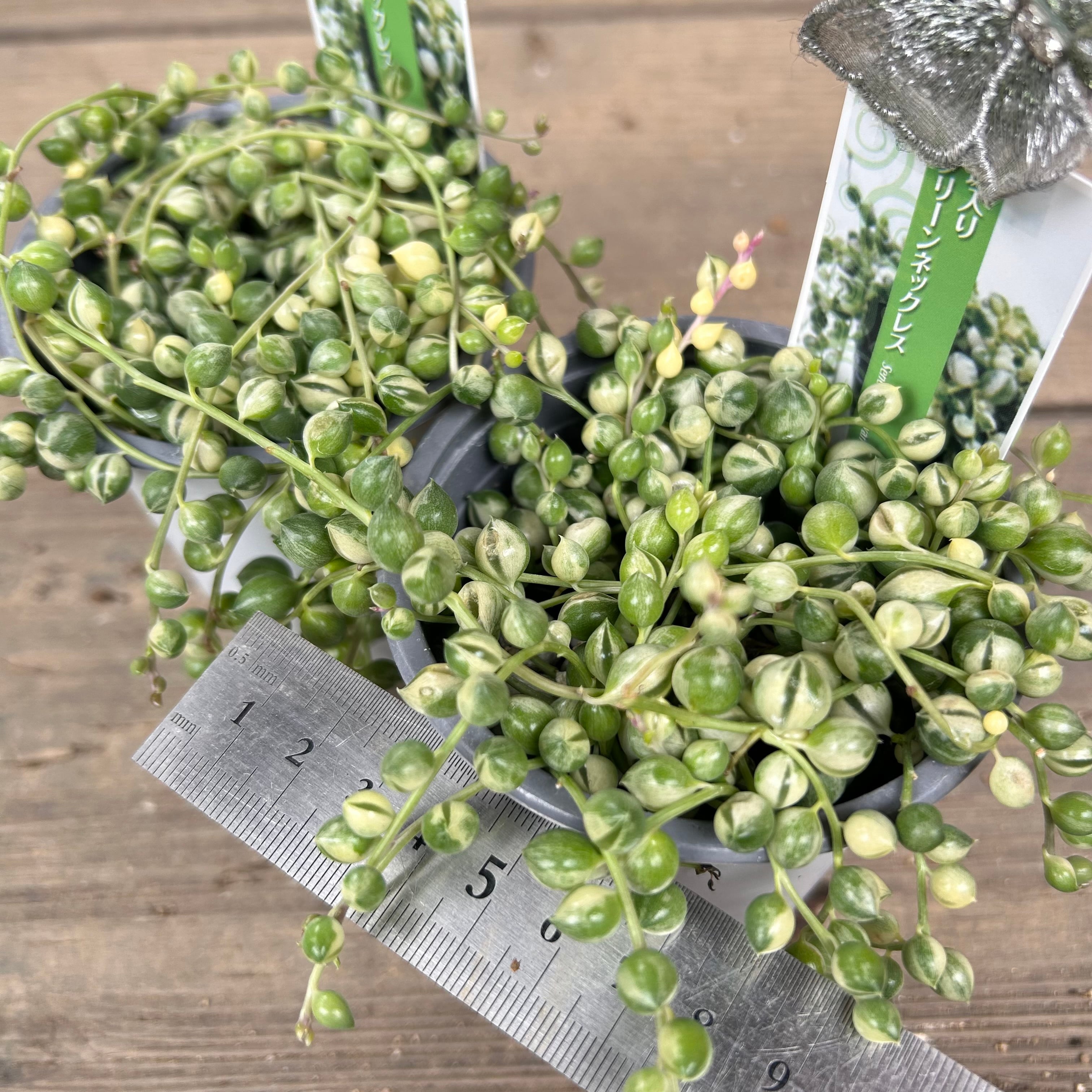 斑入りグリーンネックレス | RuPo 多肉植物専門店