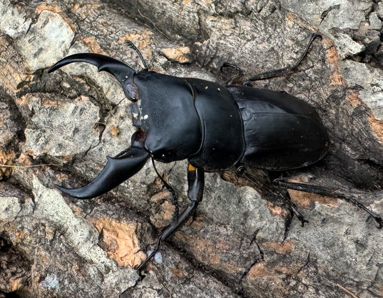 【WD】《サキシマヒラタクワガタ 与那国島産 48mm ペア》