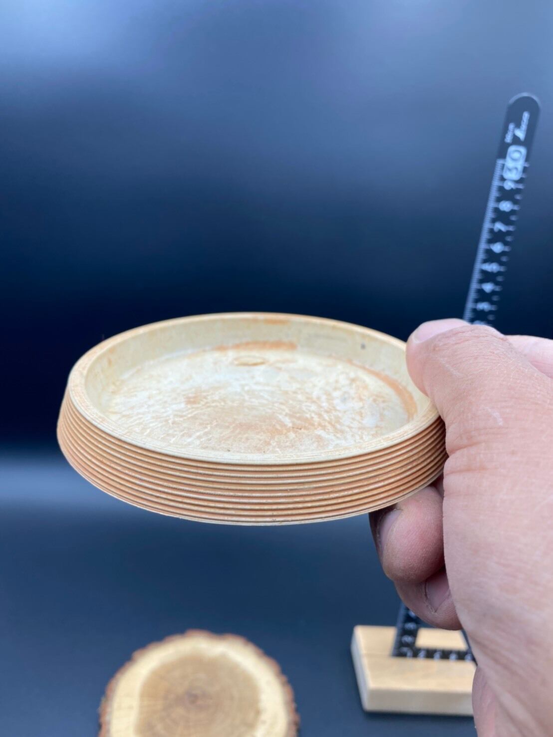 観葉植物 パンダガジュマル 5号 受け皿付き | ハウスプランツショップ