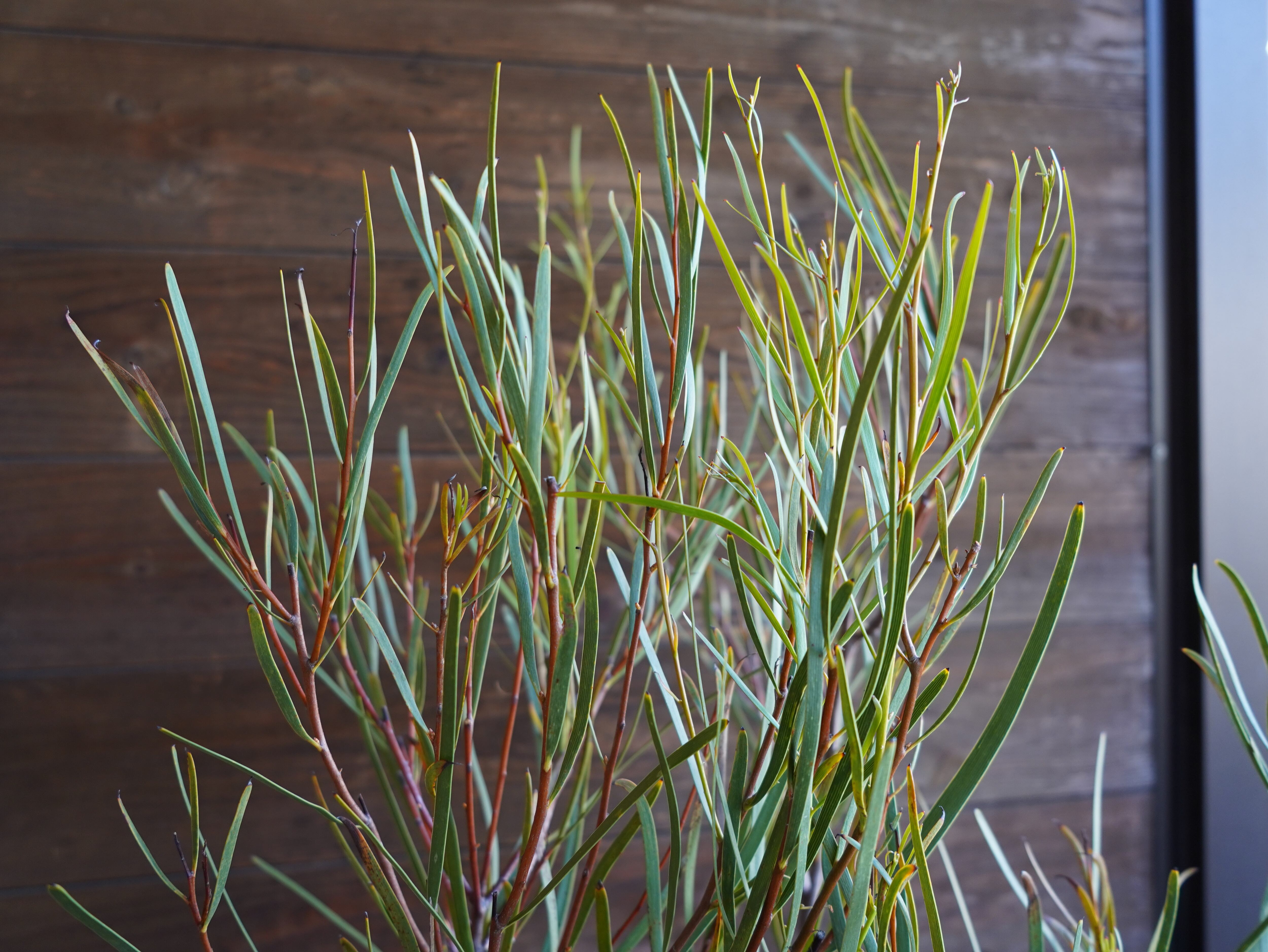 【現物】ハケア　”マルチリネアータ”