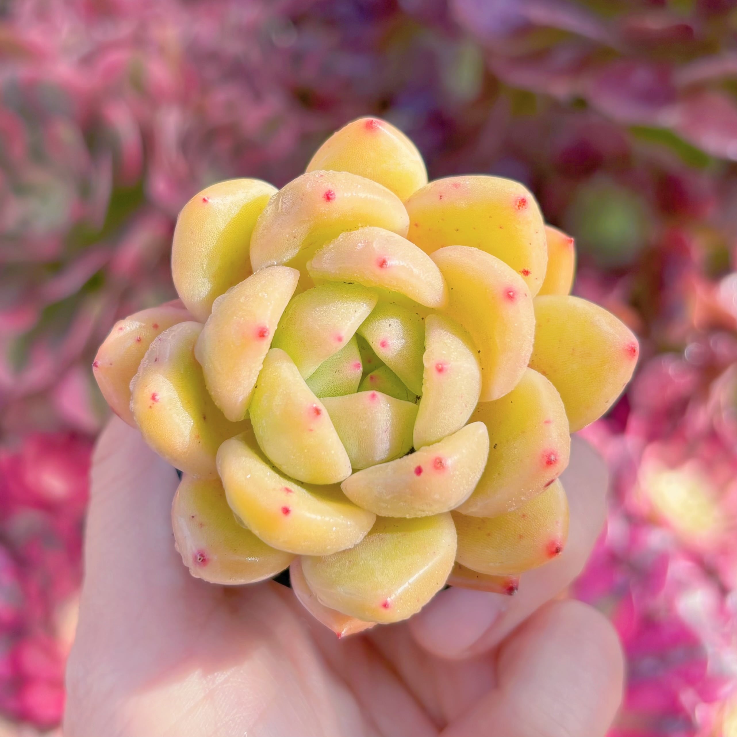 多肉植物　ゴールドシャンパン　新入荷　るる農園