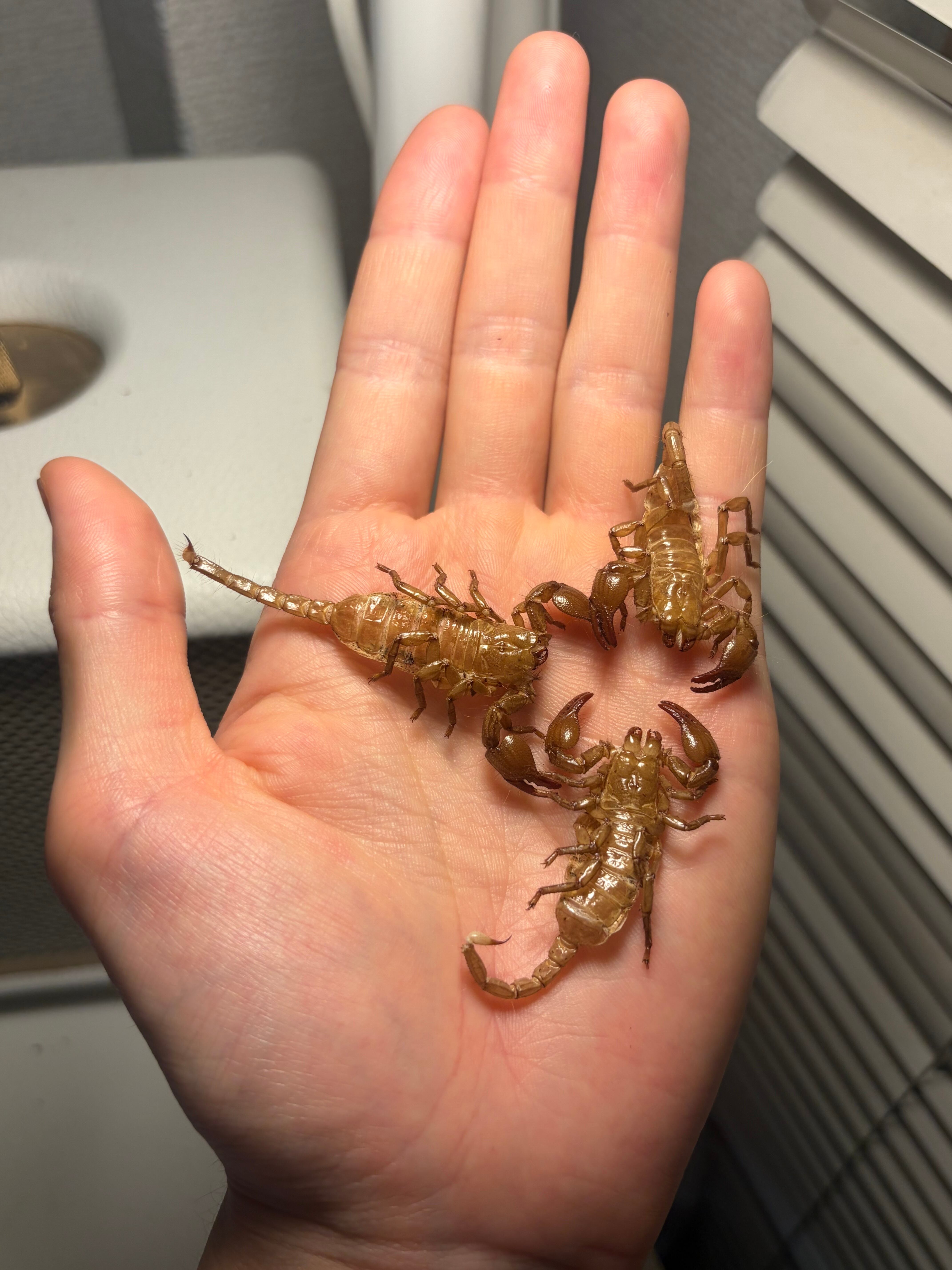 3匹set】5齢のダイオウサソリの脱皮殻標本 エンペラースコーピオン