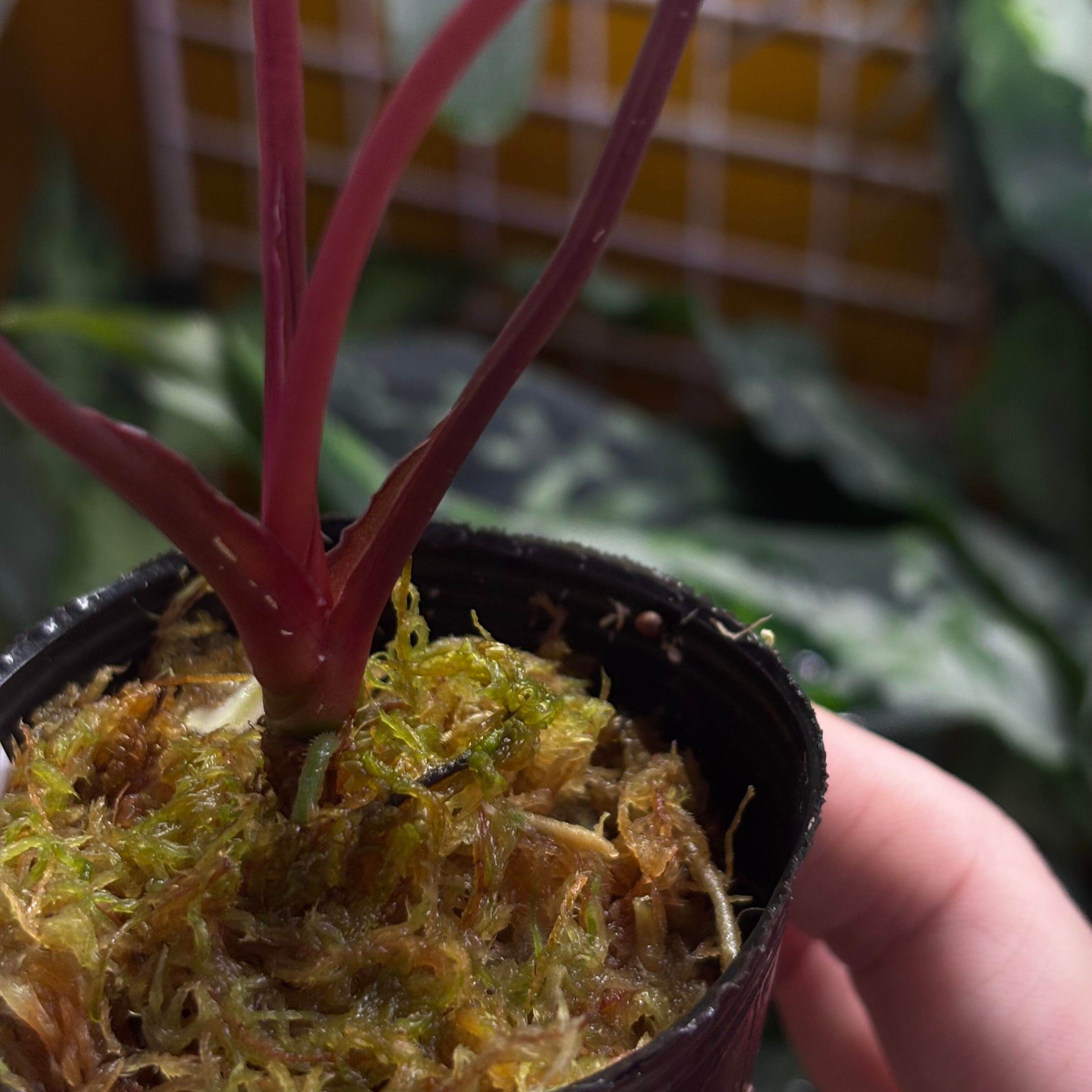 Homalomena sp. Sulawesi 【ZOE0925-3b】 | 熱帯雨林植物専門店 トイ吉園芸