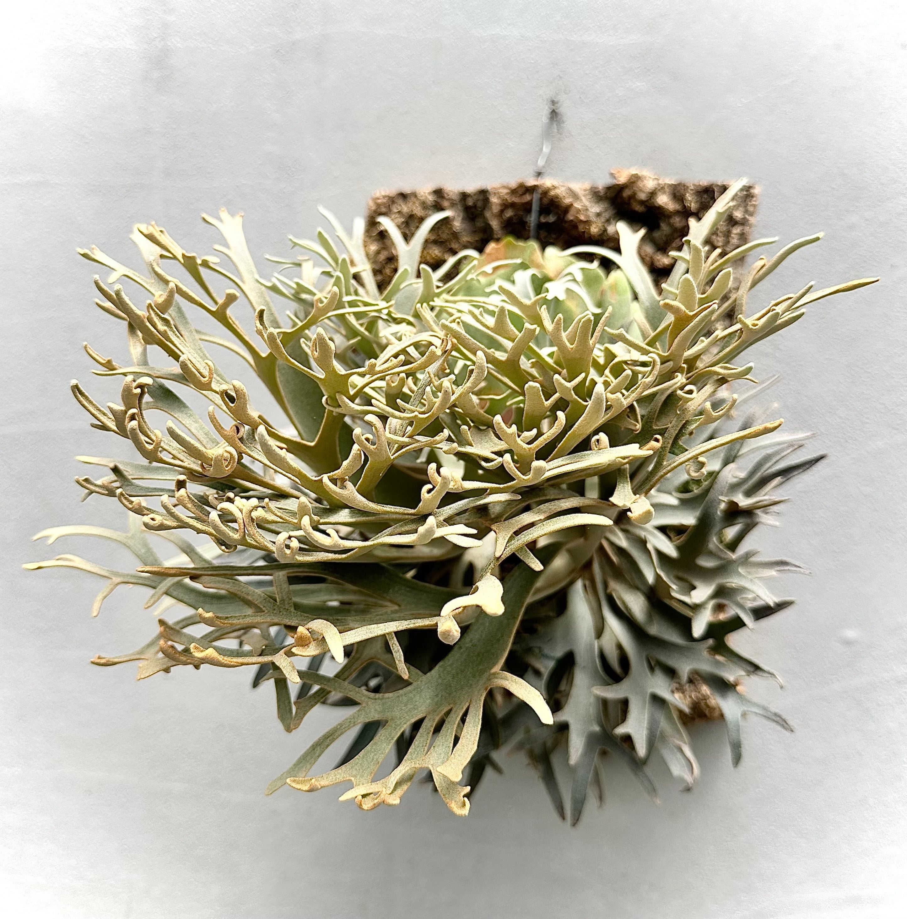 vandaka plants