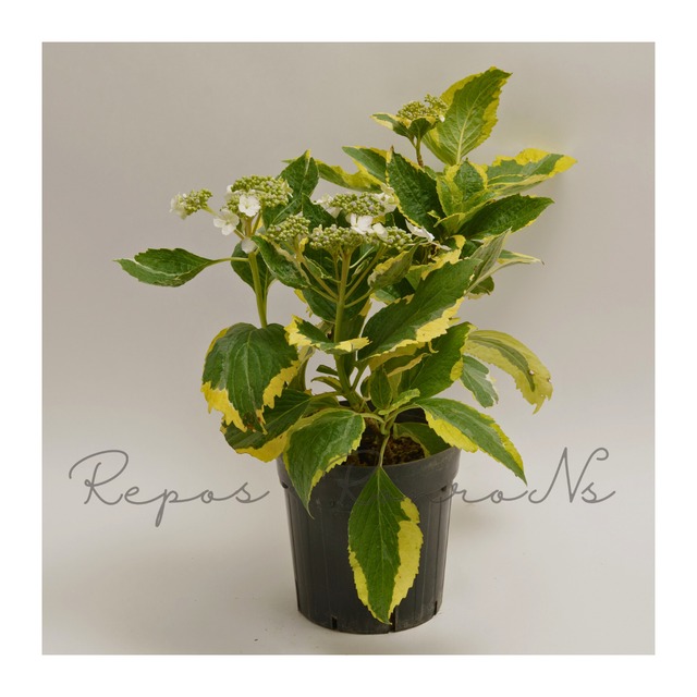 ガクアジサイ：ハニーウェーブ（6号）　斑入りアジサイ　黄斑入り　ガクアジサイ　ハイドランジア　鉢花