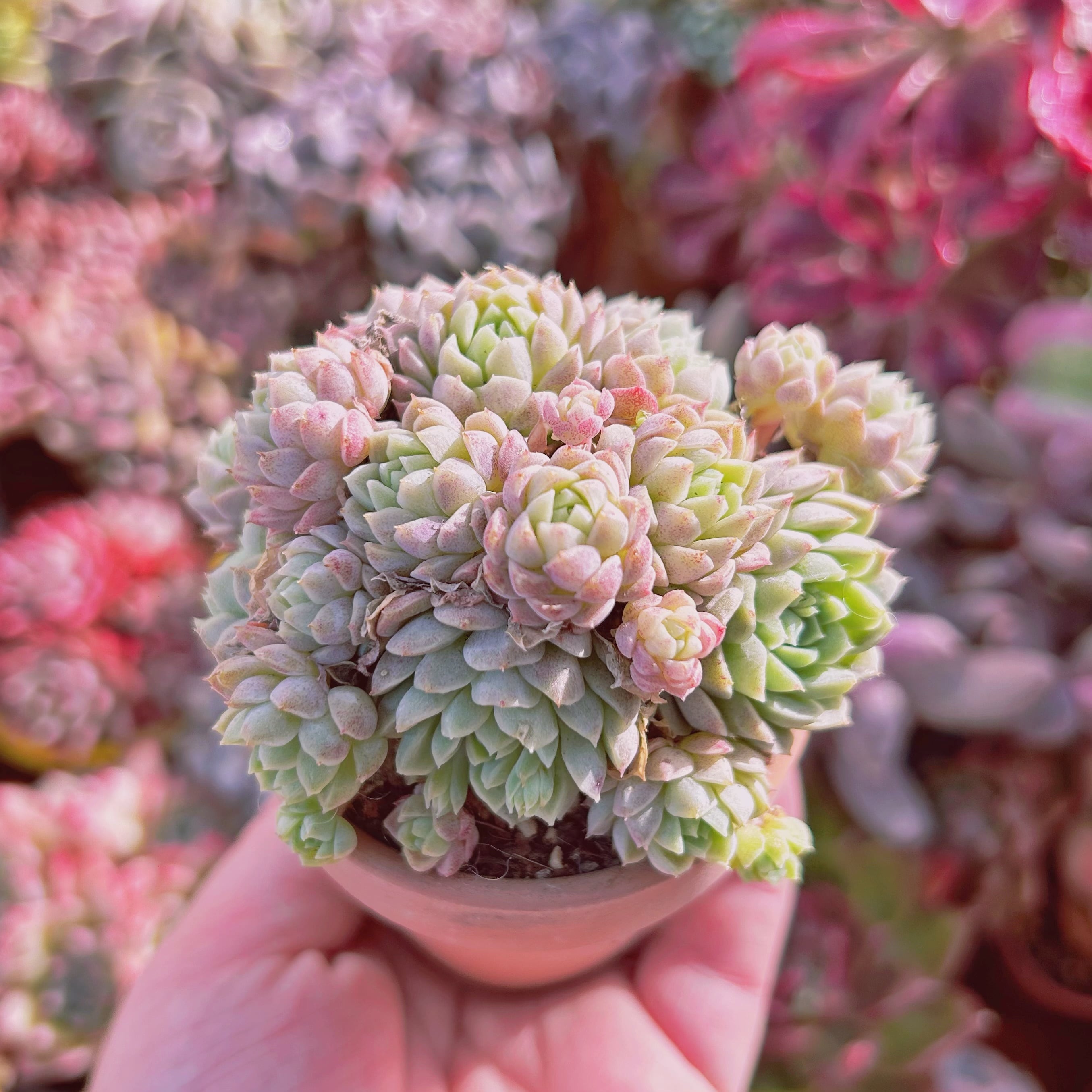 #204現物　多肉植物　ハチミツボール