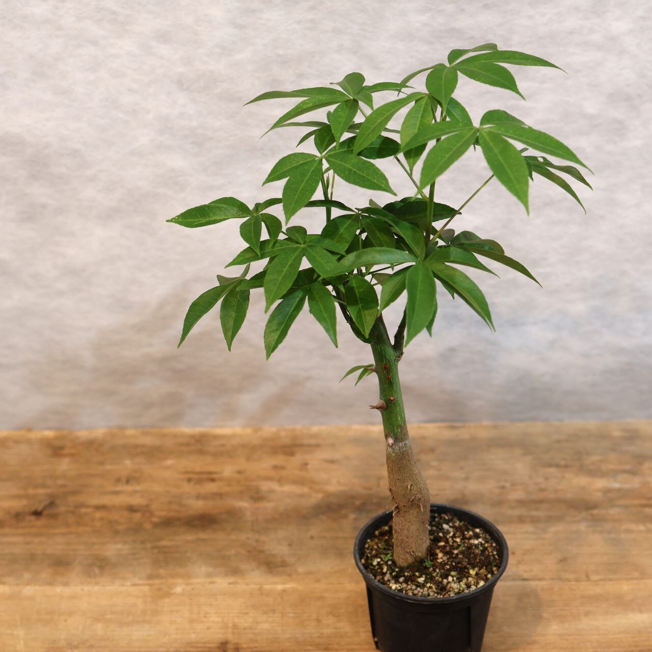 307 この幹、ただ者じゃない『トックリキワタ』観葉植物 【送料無料