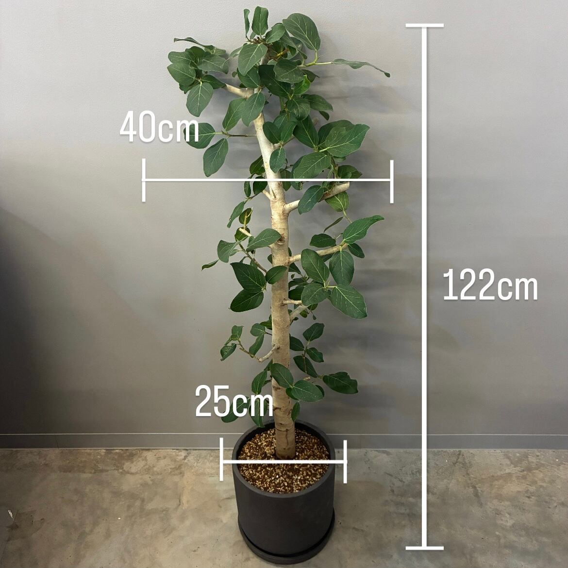 フィカス・ベンガレンシス 植え込み品【133】 | PROTOLEAF プロトリーフ