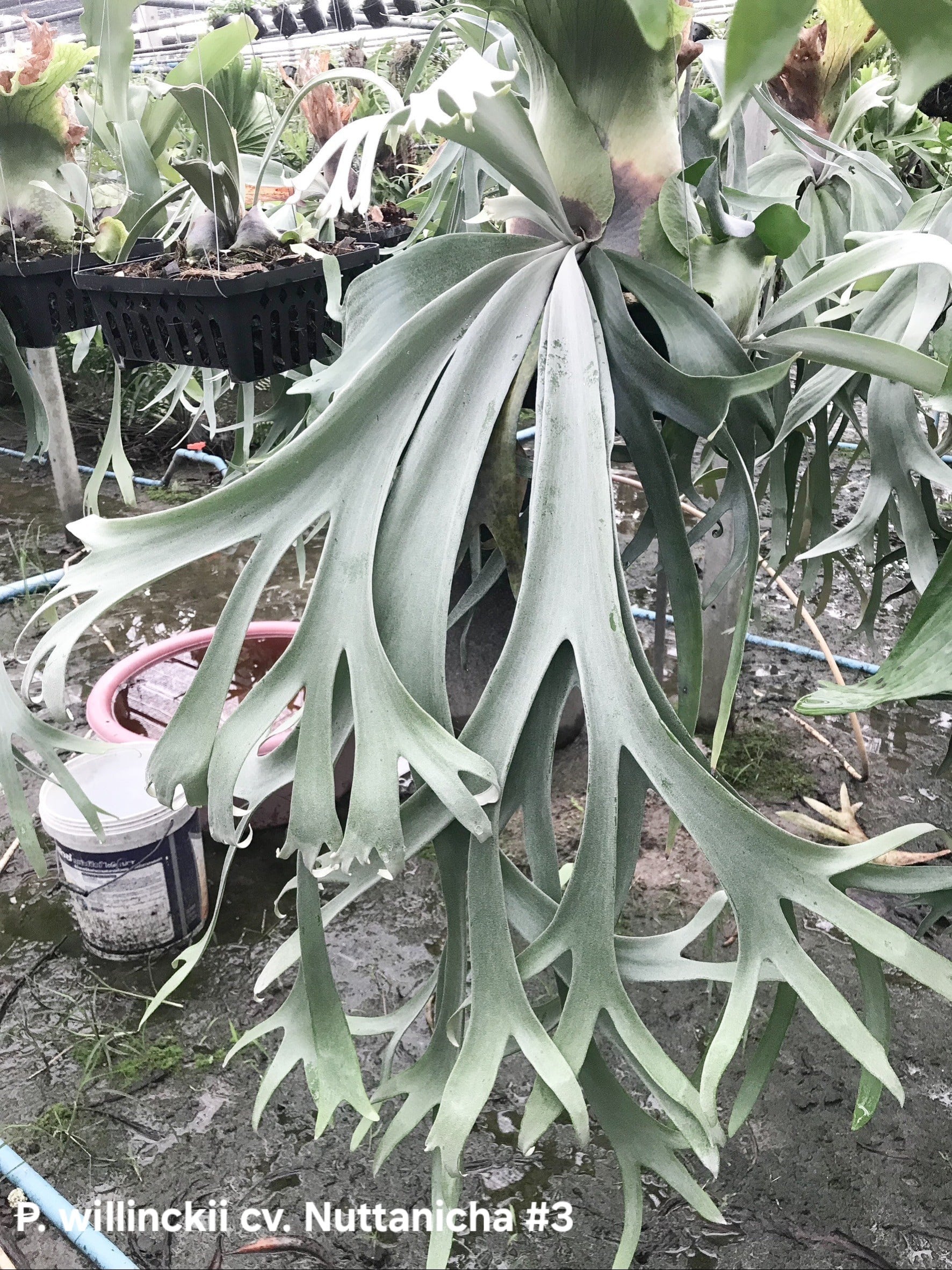 P.willinckiia cv. Nuttanicha #3【artPLANTs/PLANTS GARAGE】ビカクシ