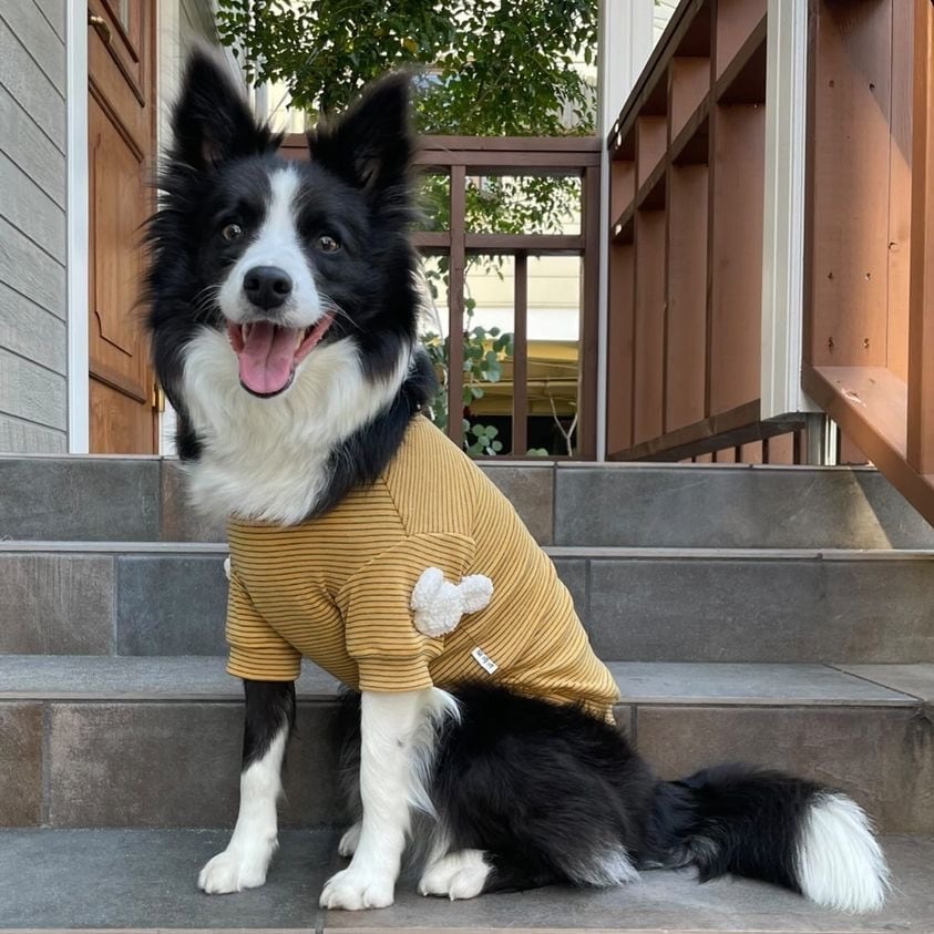 犬服　くまさんベスト　ストライプトップス　セット