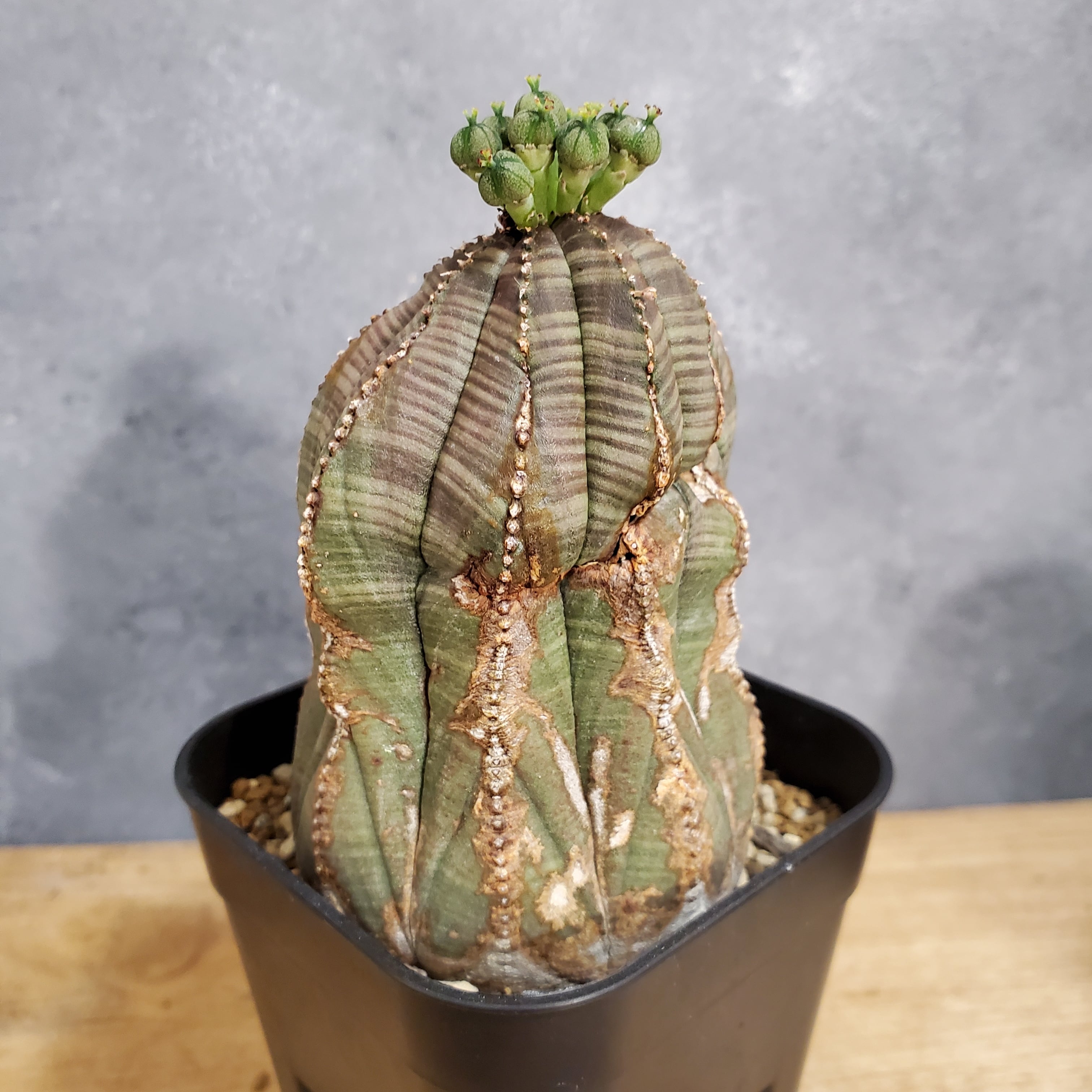 Euphorbia obesaユーフォルビア オベサ  3-4cm 100株