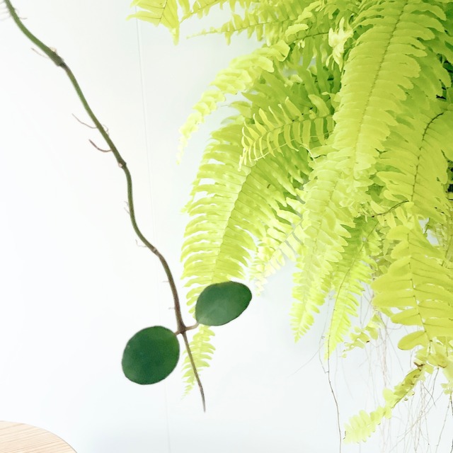 ホヤ ワイマニアエ｜丸葉が愛らしい一点もの 4号鉢｜calm cafeセレクト