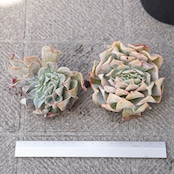 カット苗 ヘスタ Echeveria 'Hesta'