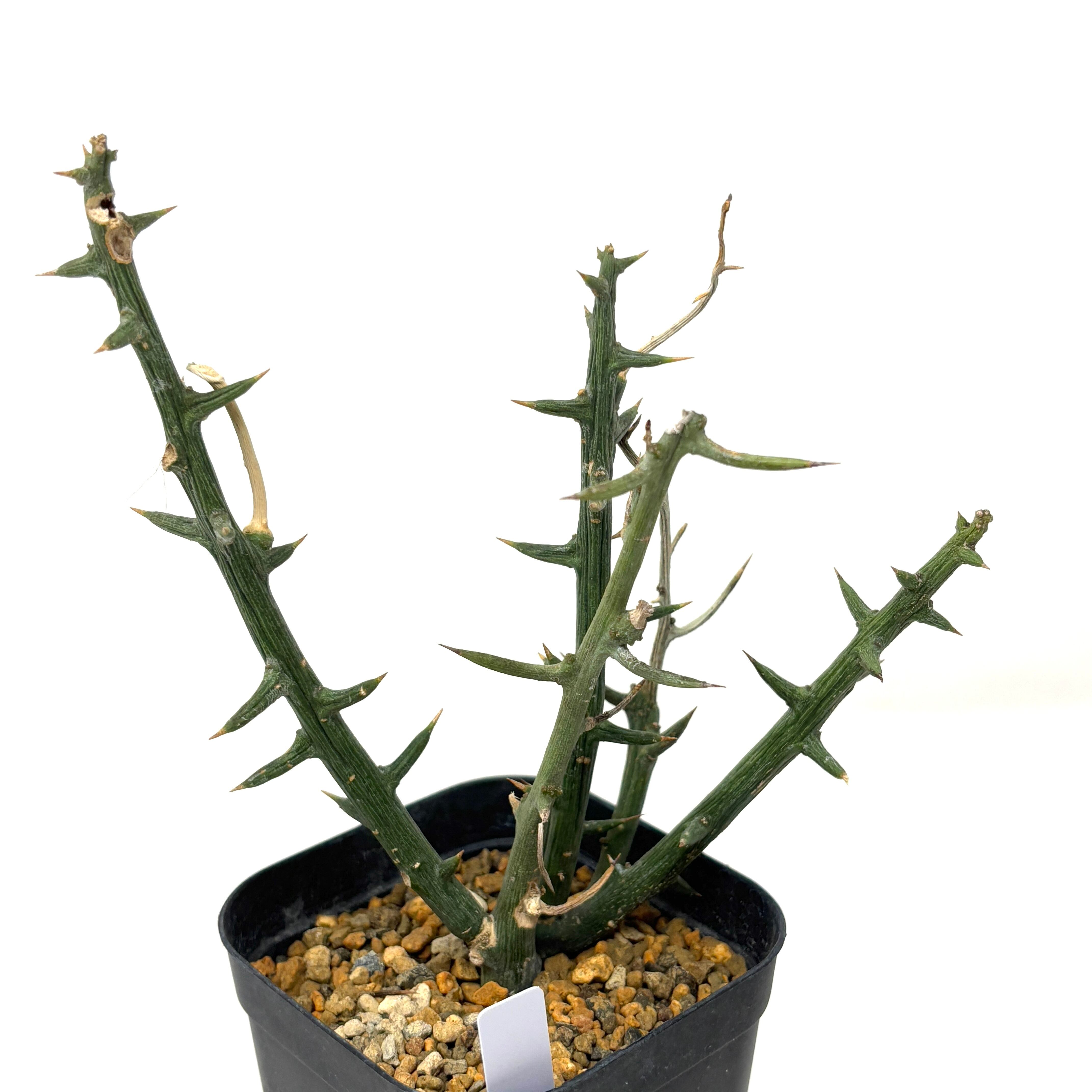 アデニア グロボーサ 挿し木【954】 | PROTOLEAF プロトリーフ