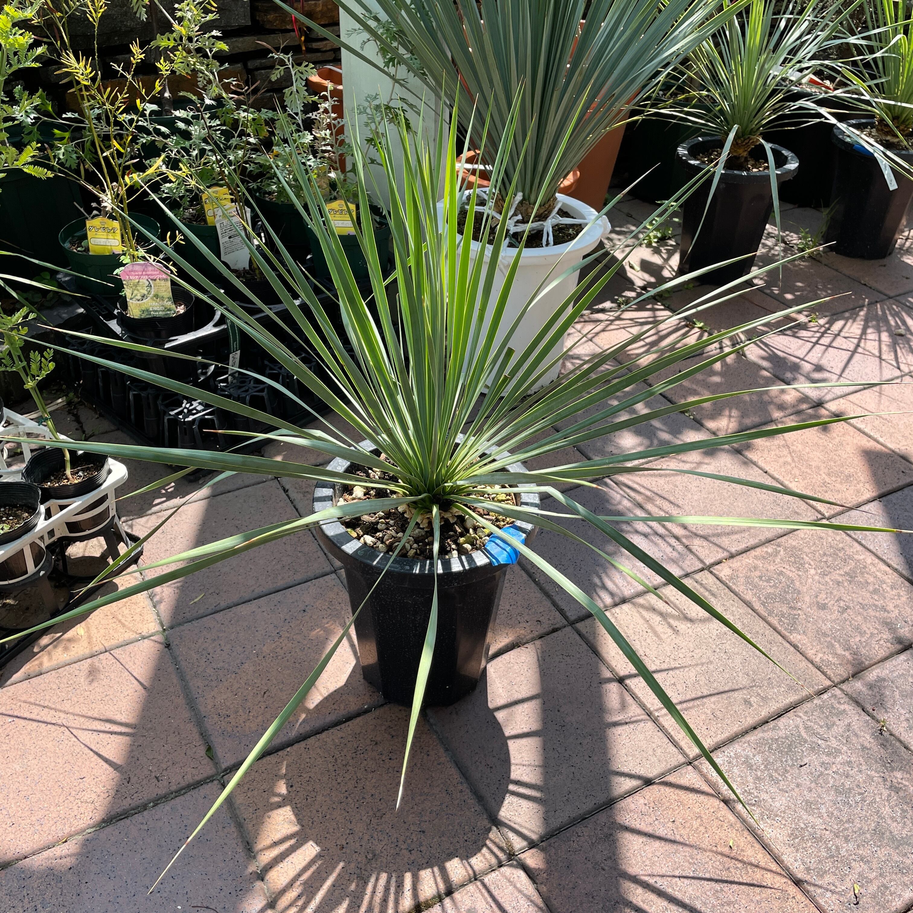 シルバーグリーンのボリューム葉 ユッカ ロストラータ 極耐寒性 ドライ  