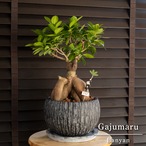 運気UP ガジュマルの木 7号 陶器鉢 ピック付 観葉植物 ガジュマル 多幸の木 R
