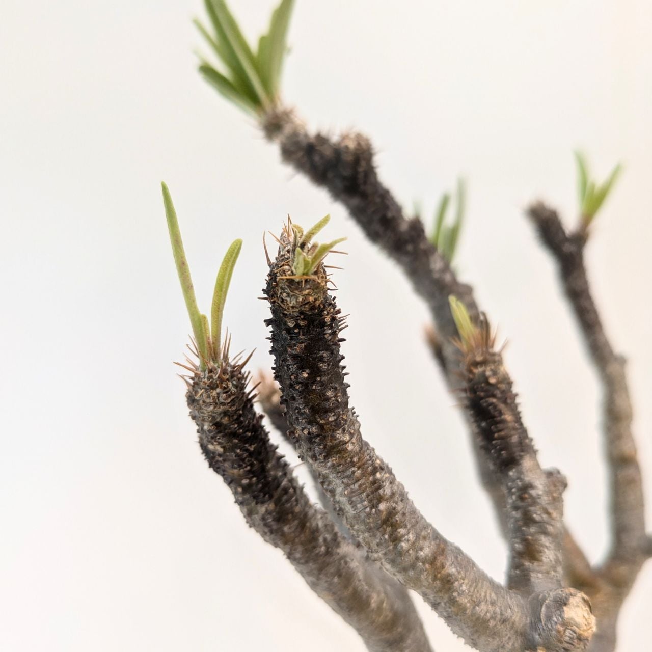 パキポディウム ロスラーツム グラキリス Pachypodium rosulatum var