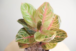 【希少】【S】アグラオネマ パーフェクトサイアム/Aglaonema
