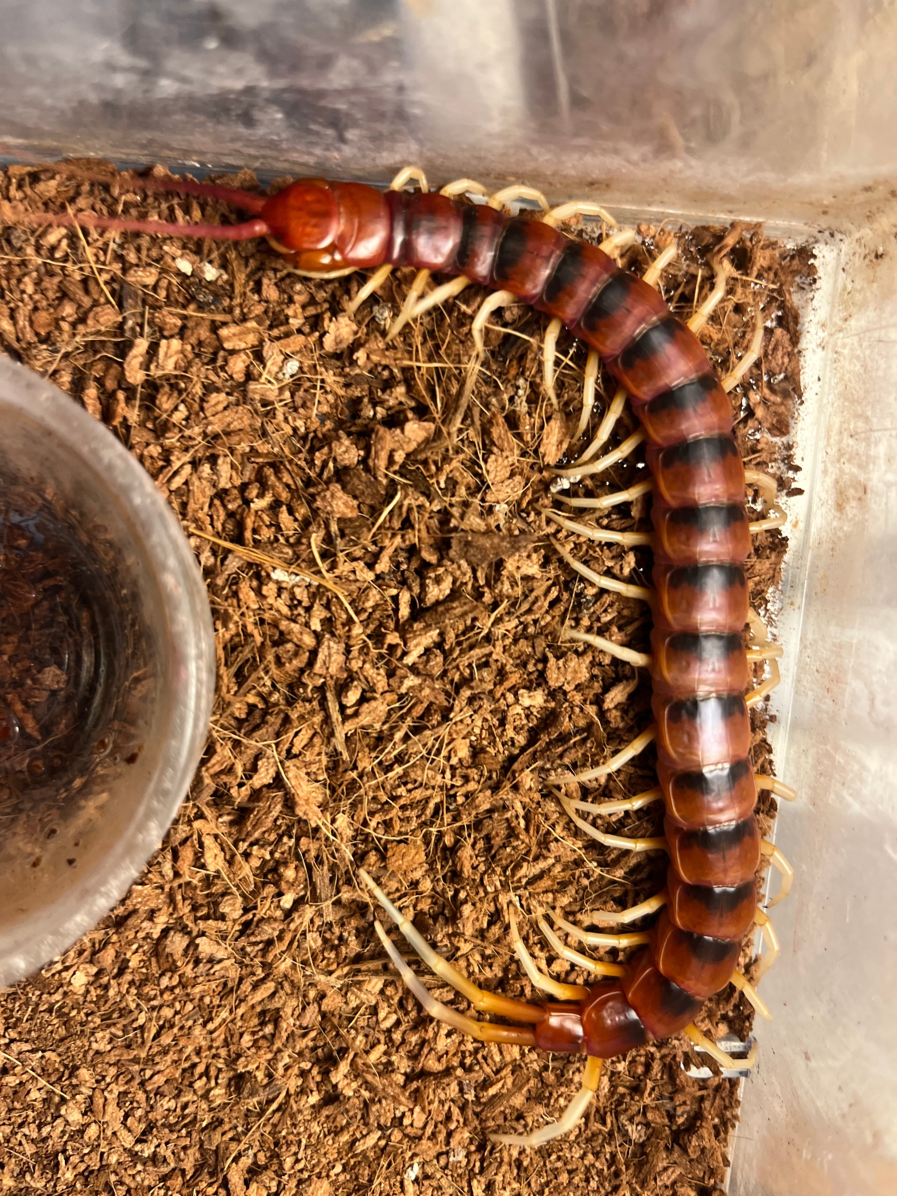 セール】ペルビアンホワイトレッグオオムカデセンチピード 全長12cm程