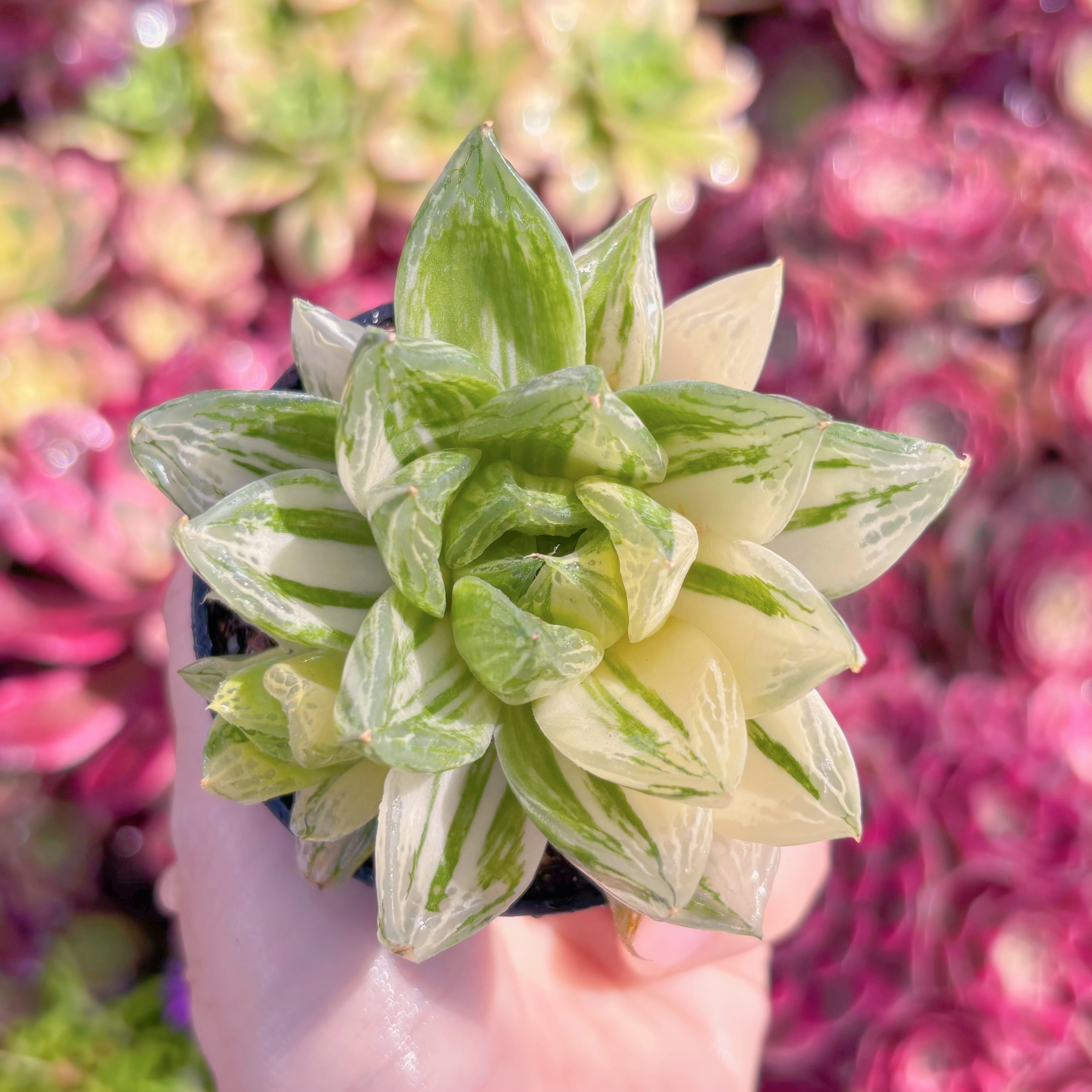 多肉植物　宝草錦(タカラクサニシキ)　新入荷　るる農園