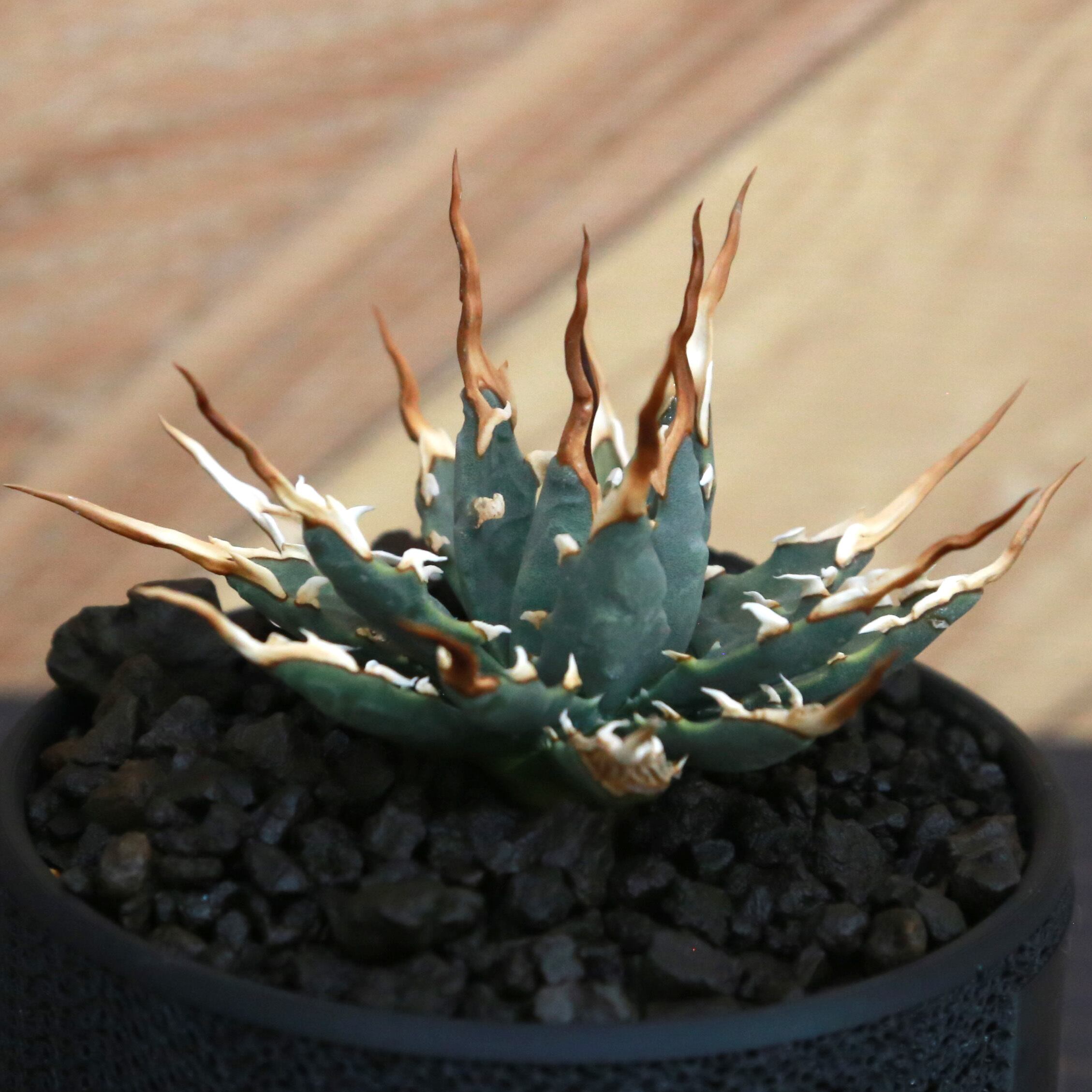 Agave utahensis eborispina アガベ エボリスピナ（実生3年・陽炎・短