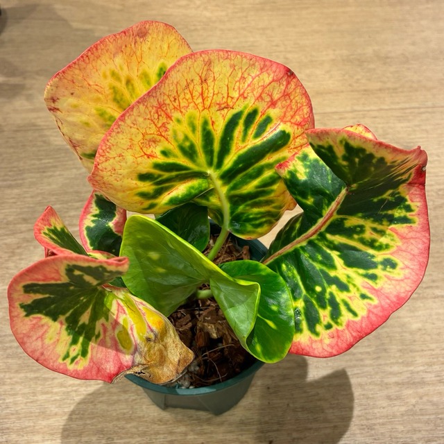 【現品】タイ直輸入 クロトン Khun Lek 15-1｜大丸葉