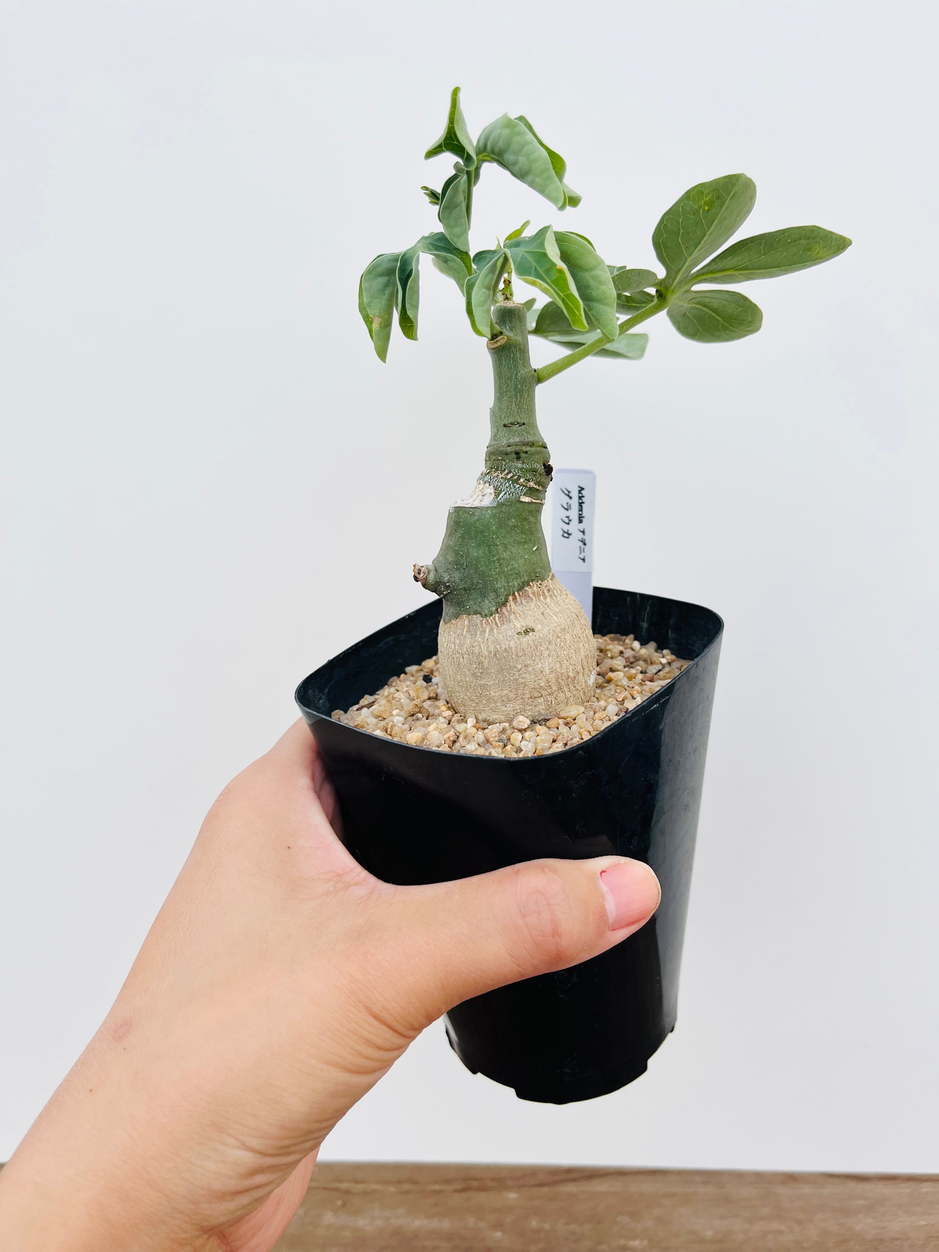 Adenia glauca アデニア グラウカ 多肉植物 塊根植物 | plants MARU