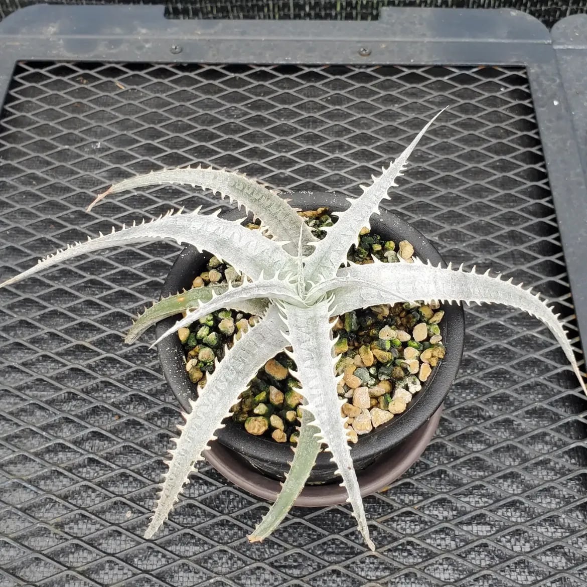 その他ハイブリッド | レアプランツ通販サイトPlants Maniax（プランツ