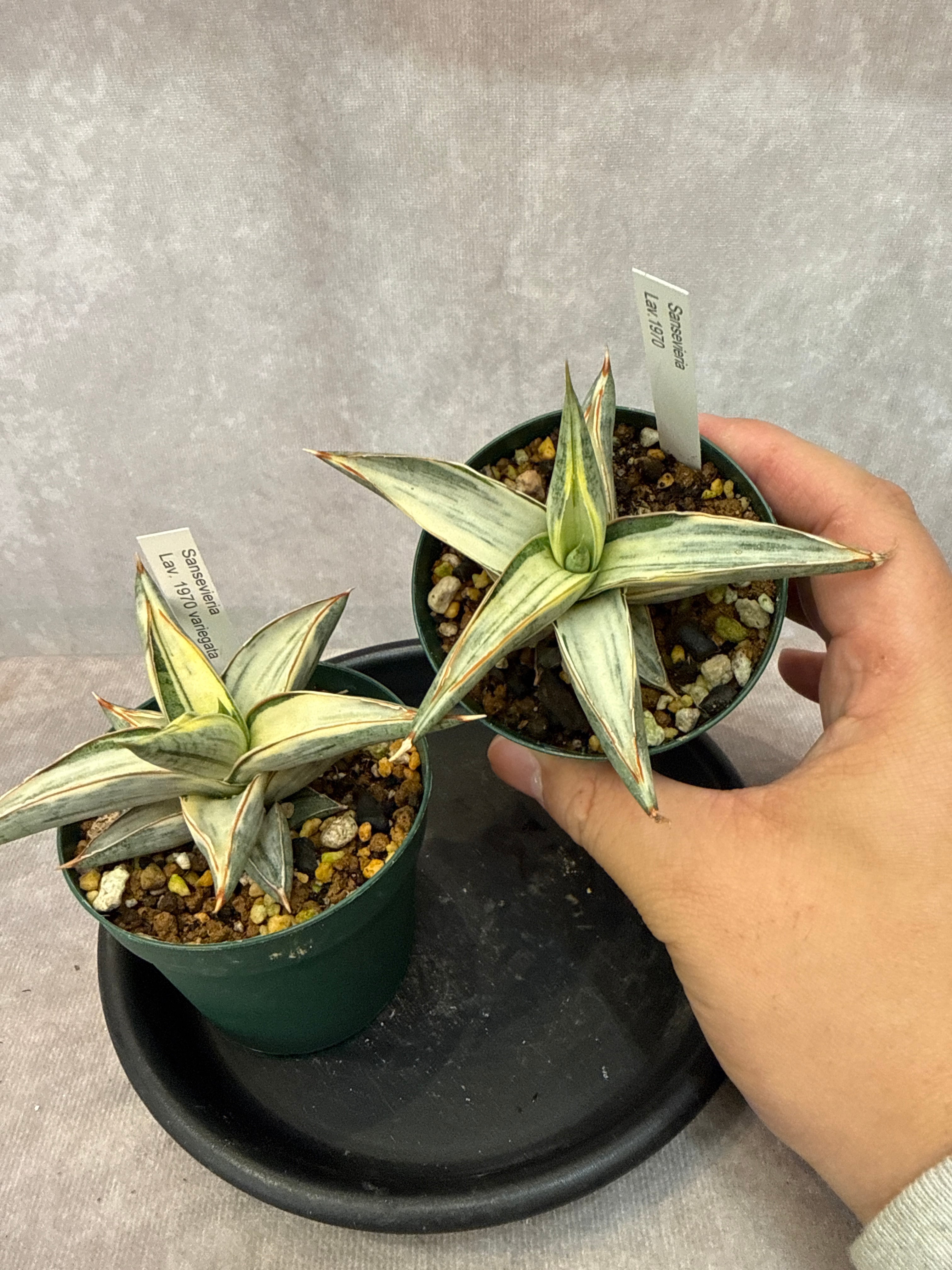 サンスベリア Lav. 1970 variegated / ラブラノス斑入り | Gardenえん