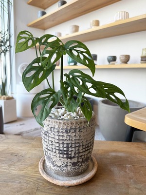 モンステラ・ラニアータ