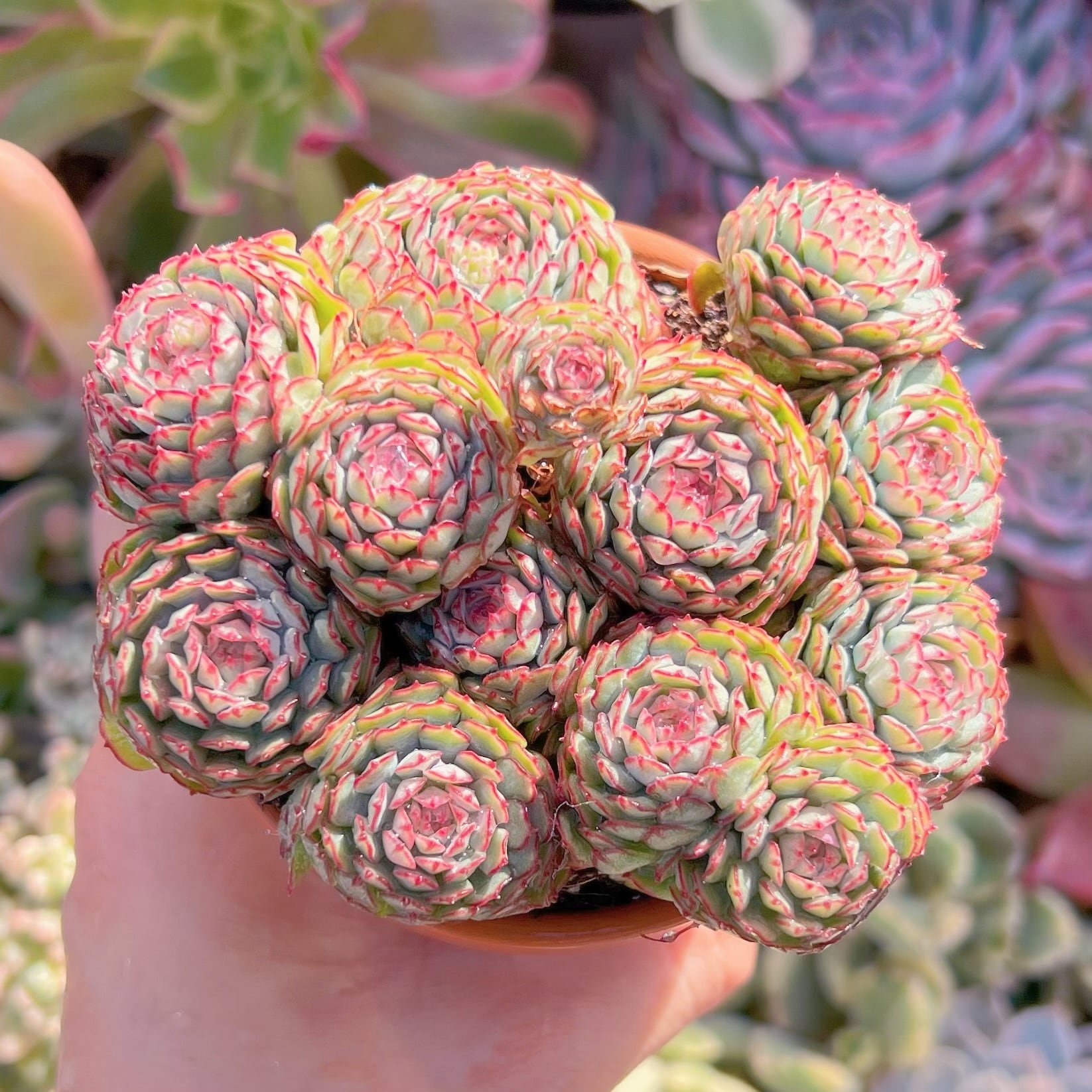 現品　グロブローサx静夜#664   るる農園