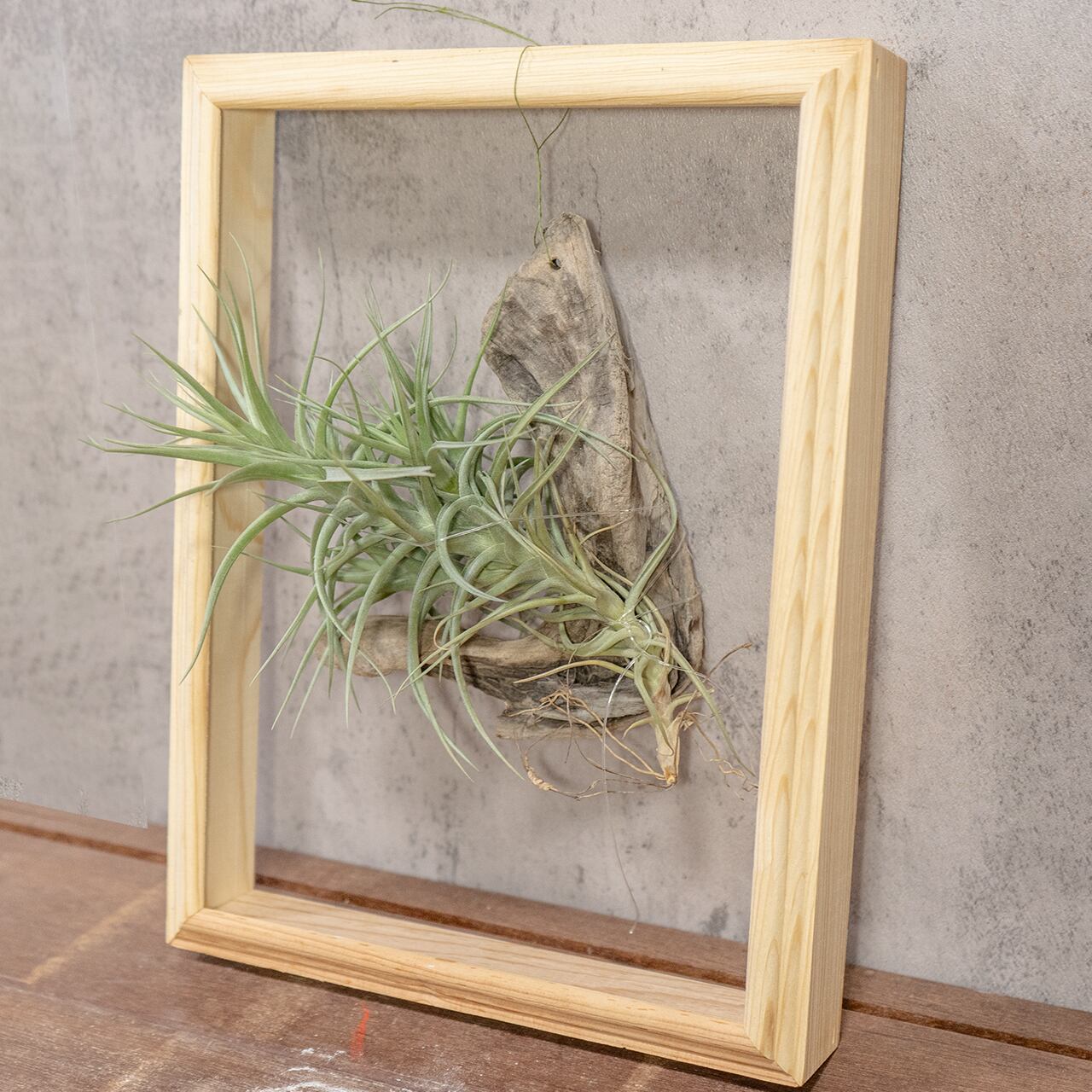 株を厳選!ティランジア・ベルゲリ 丈夫で育てやすいエアプランツ 流木着生フレーム 壁掛け 窓辺やリビングのディスプレイに最適