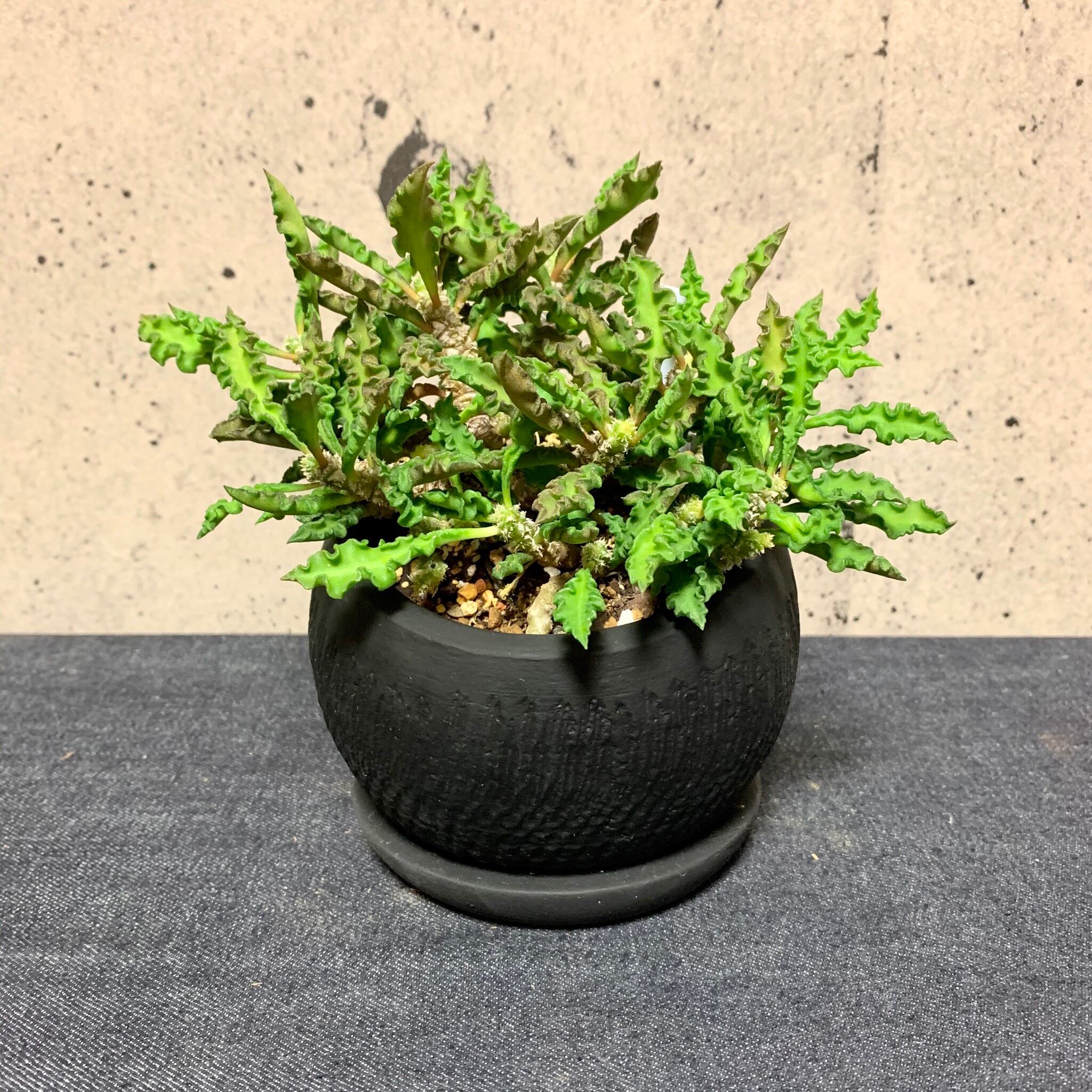 ユーフォルビア デカリー マットブラックポット Planet Plants プラネットプランツ