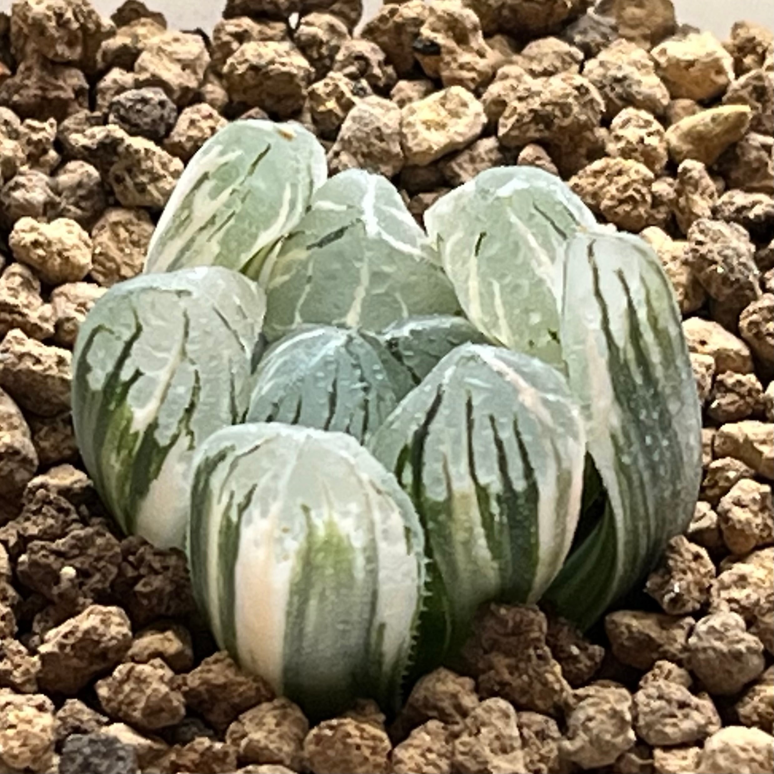 ハオルチア ブルコン般若 | mocono_plants
