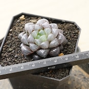抜き苗 ドドソン紫オブツーサ Haworthia 'Dodson Purple'