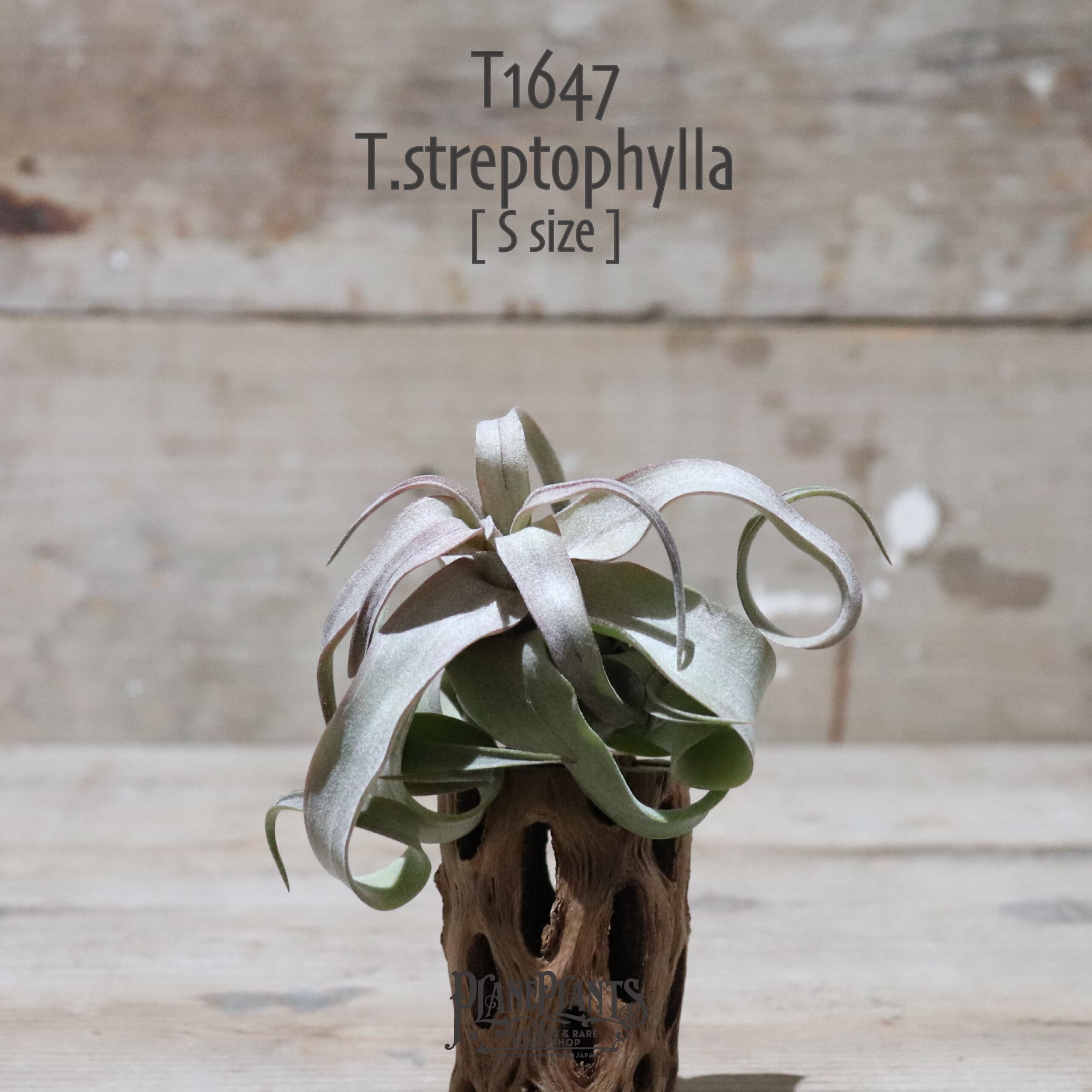 【送料無料】ストレプトフィラ S〔エアプランツ〕現品発送T1647