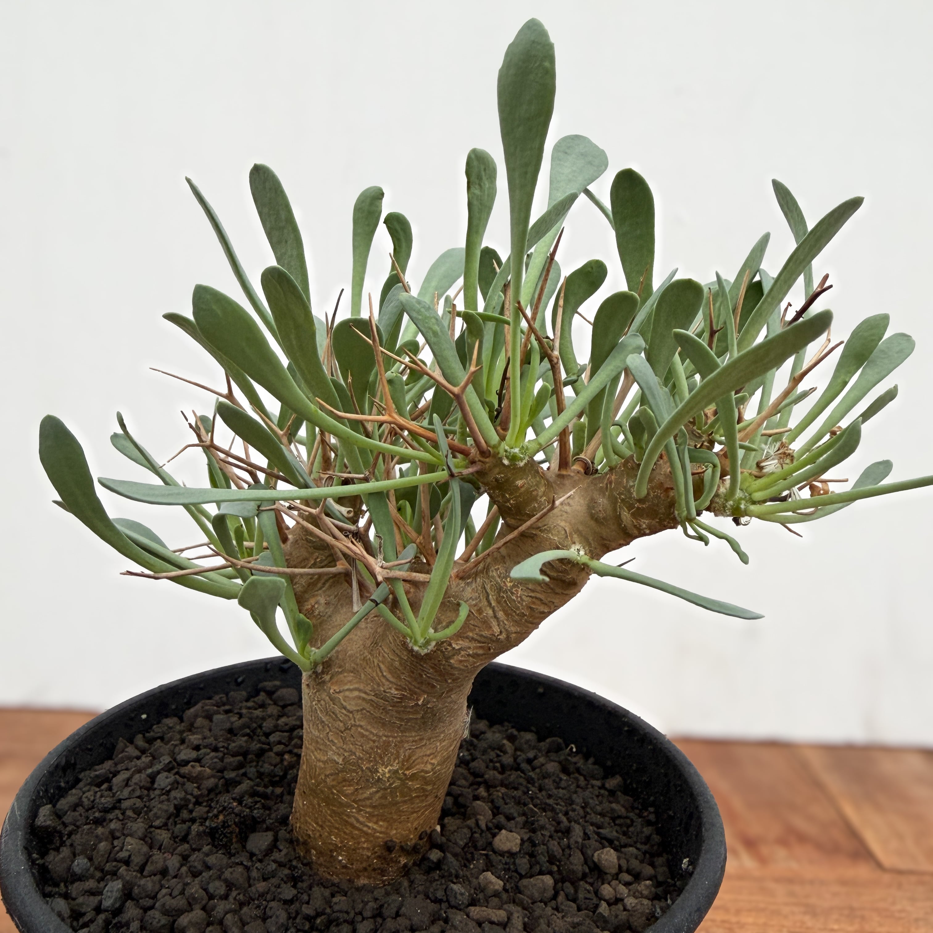 Othonna euphorbioides【オトンナ・ユーフォルビオイデス・実生