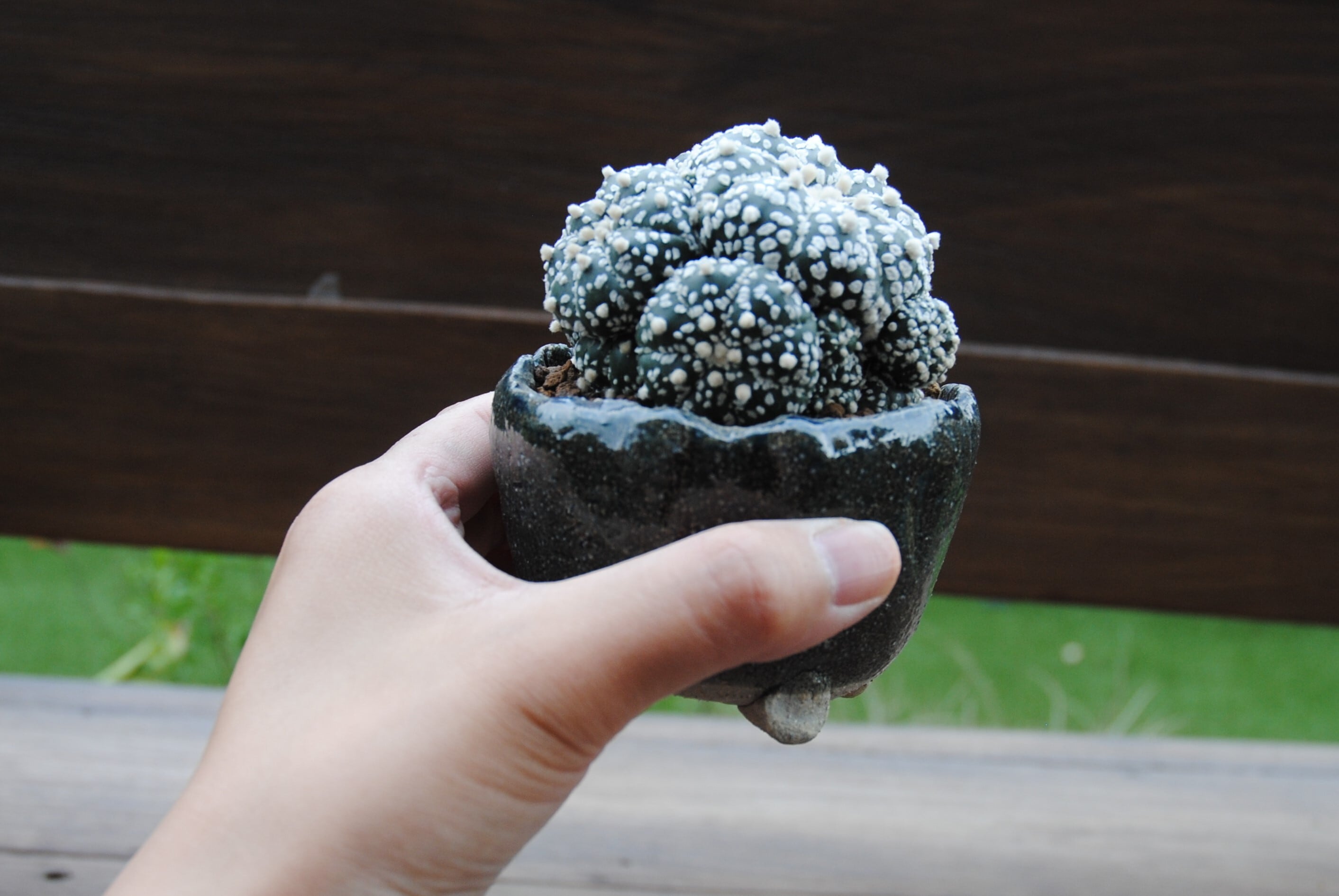 Astrophytum asterias 兜丸 サボテン スーパー兜 多肉盆栽 鉢セット