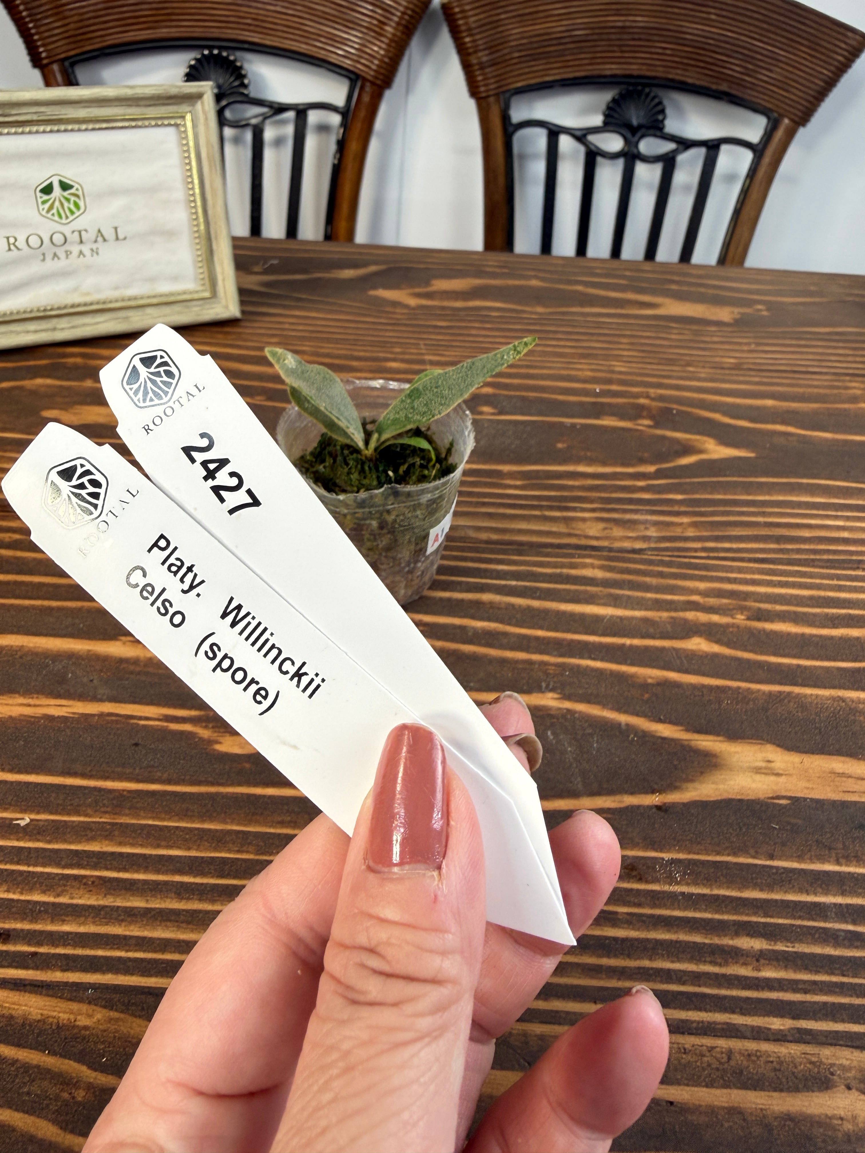 ★2427【繊細な分岐へ】ビカクシダ ウィリンキーセルソspore(2号ポット)